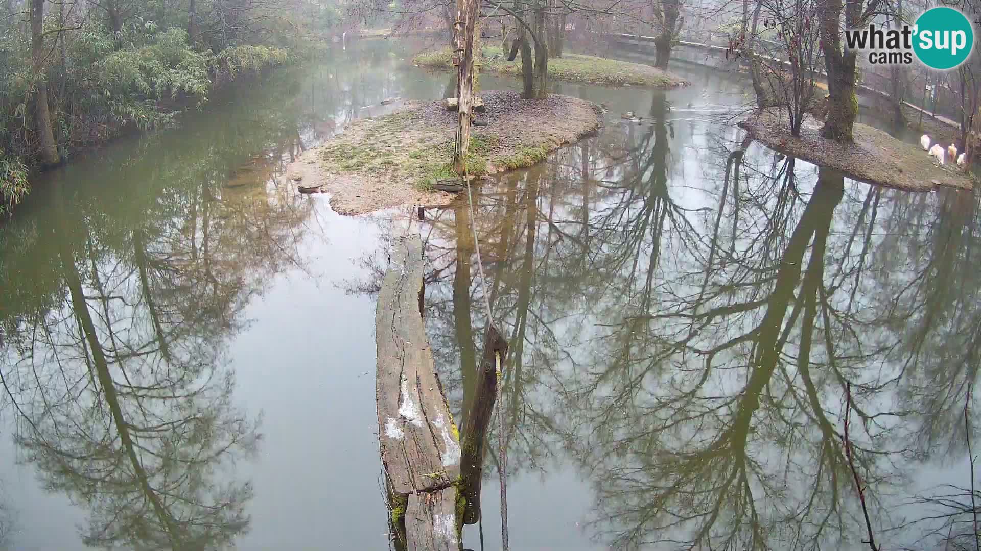 Vari noir et blanc – Ljubljana ZOO  livecam