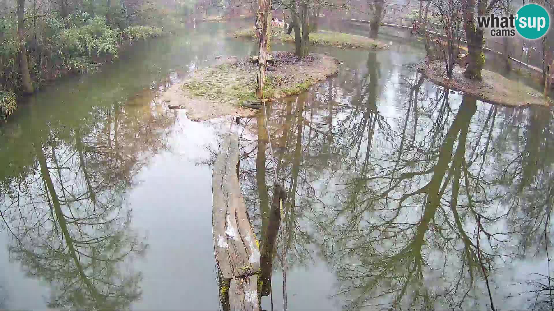 Vari bianconero Zoo Ljubljana webcam