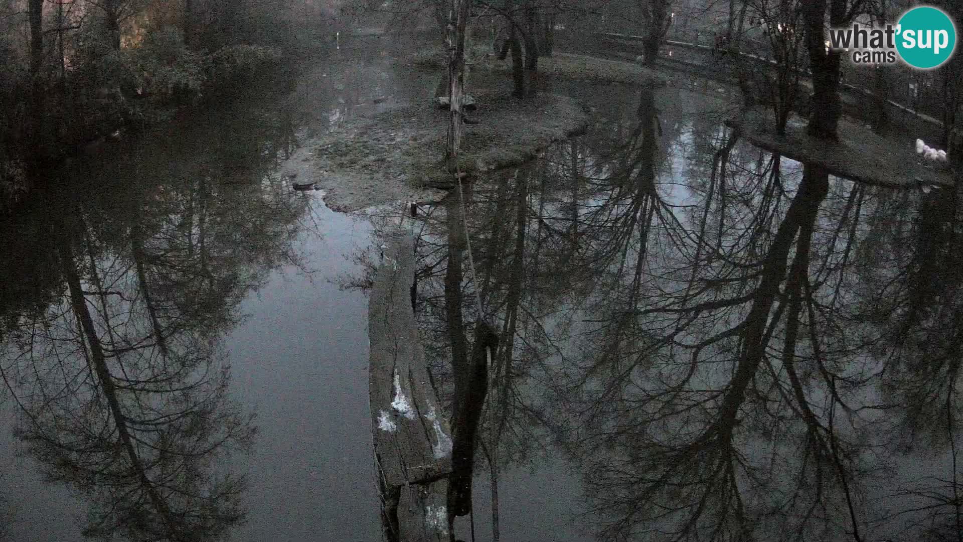 Vari bianconero Zoo Ljubljana webcam