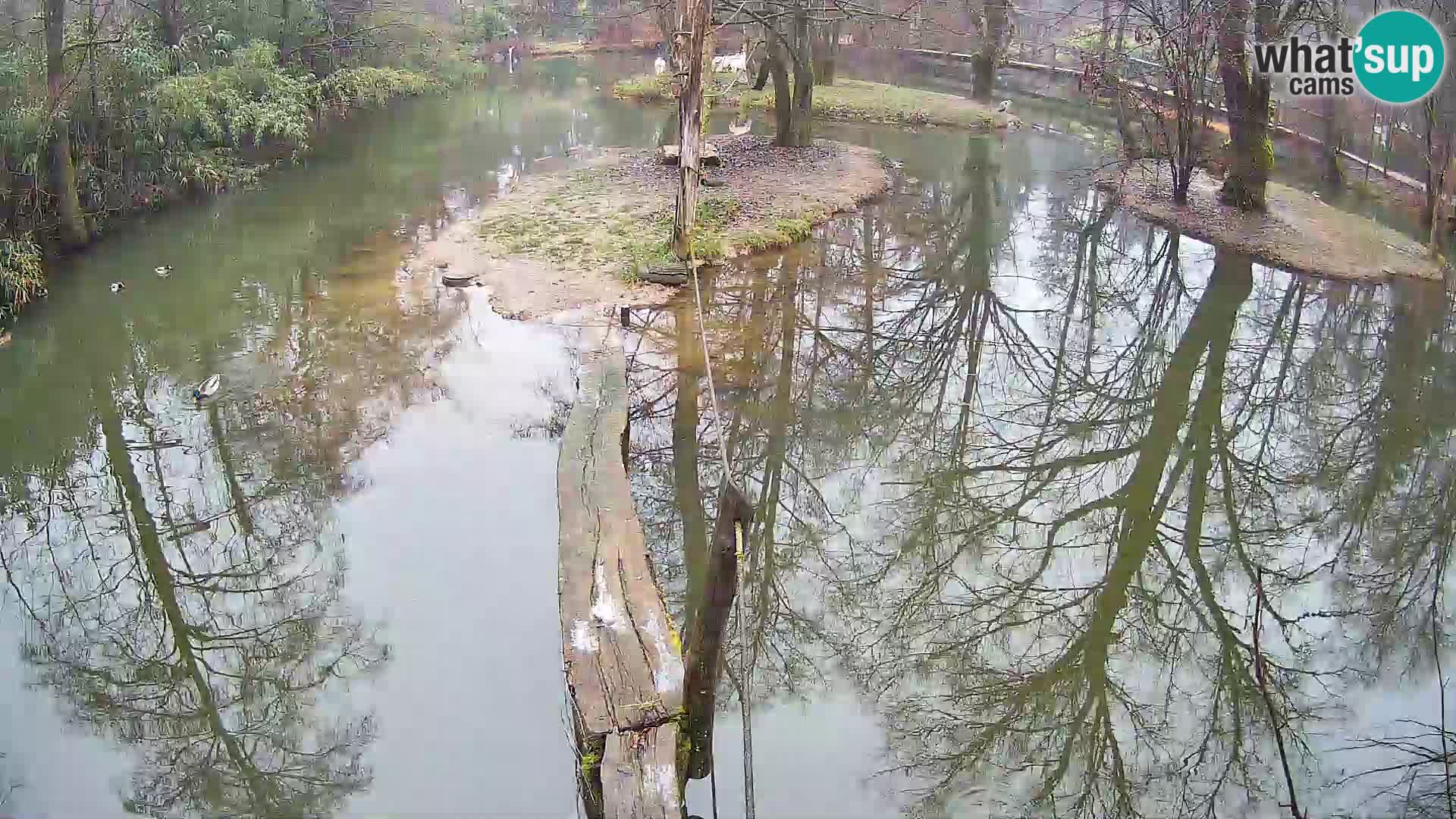 Vari noir et blanc – Ljubljana ZOO  livecam
