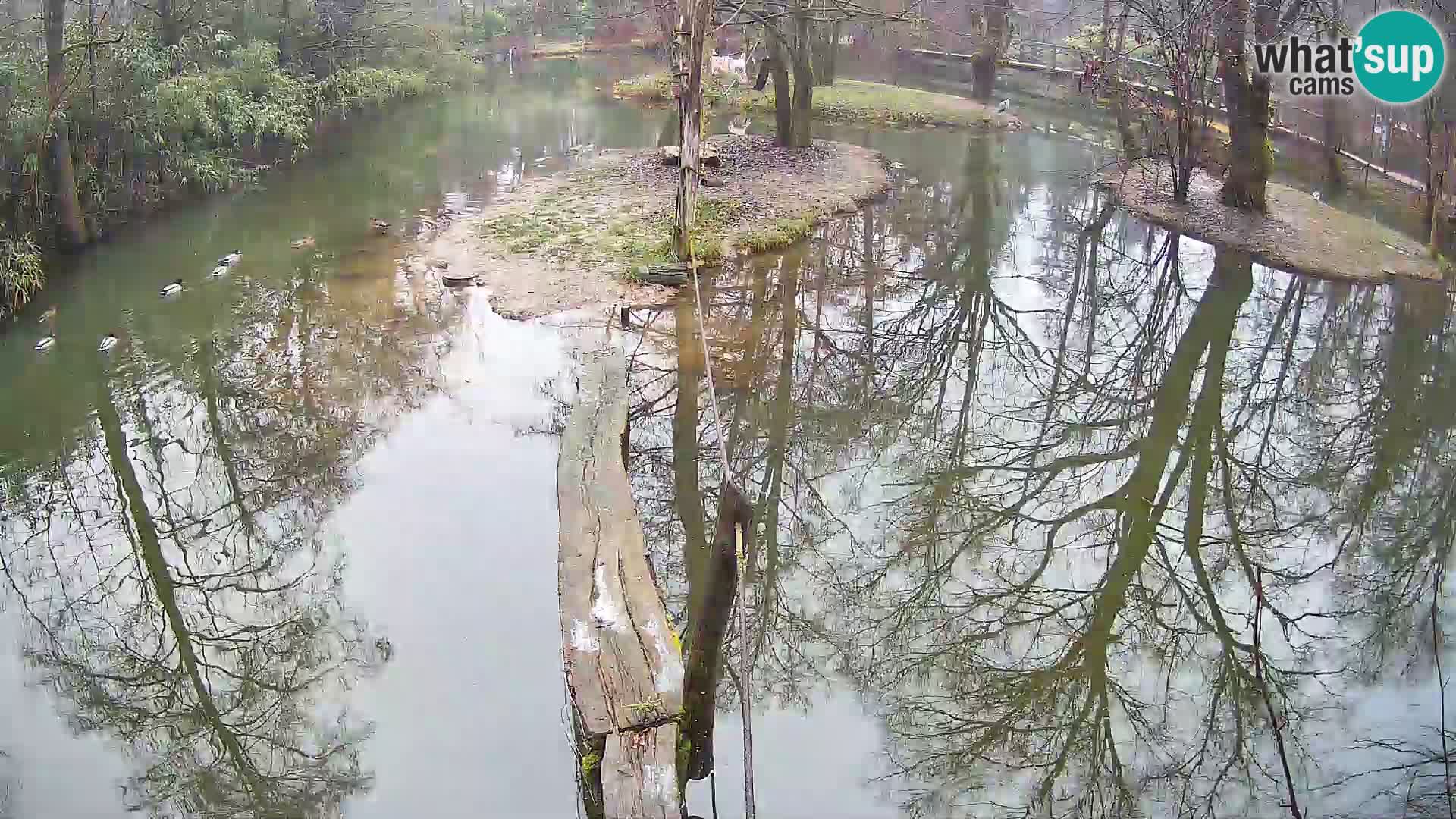 Navadni vari u živo – Ljubljana zoo