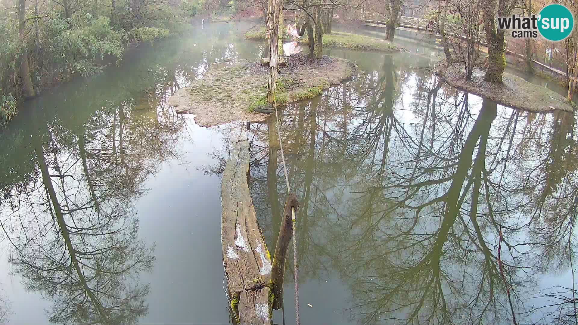 Navadni vari v živo – Ljubljana živalski vrt