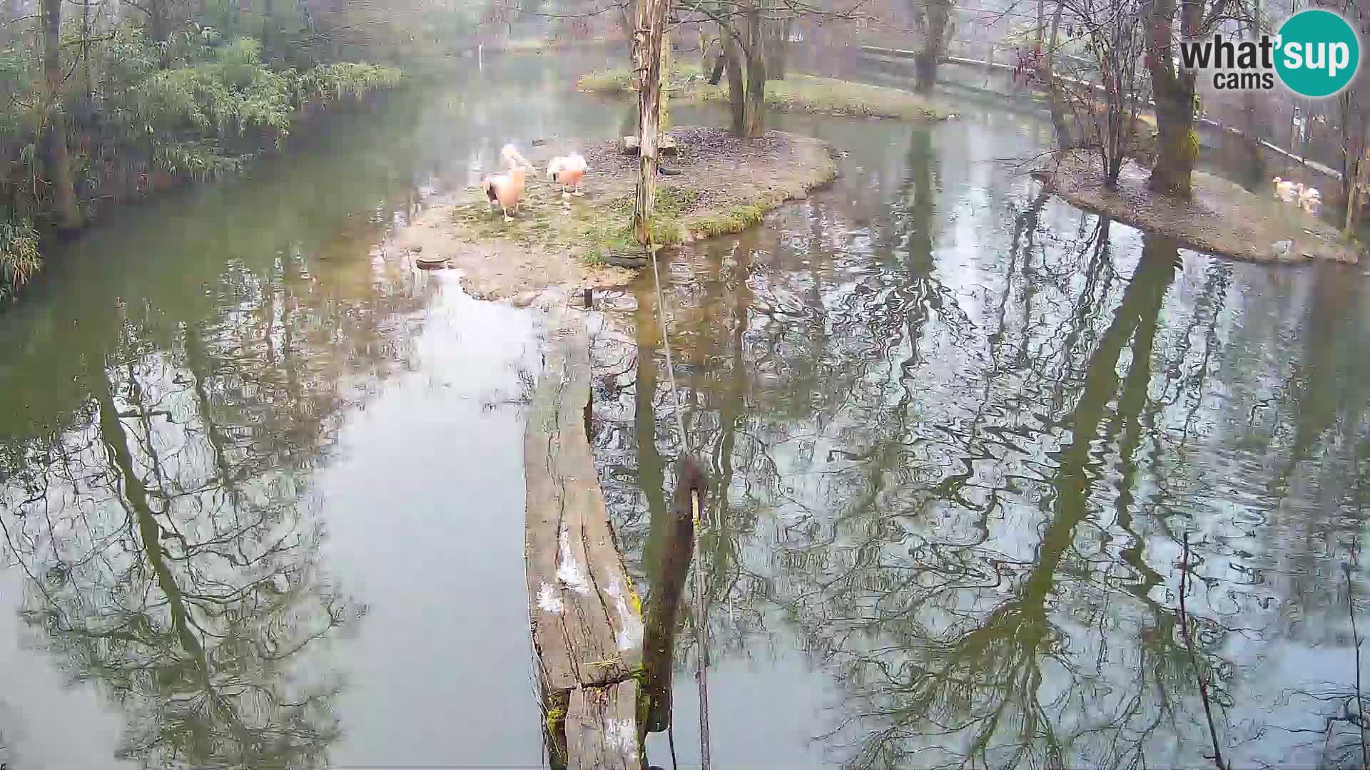 Navadni vari u živo – Ljubljana zoo