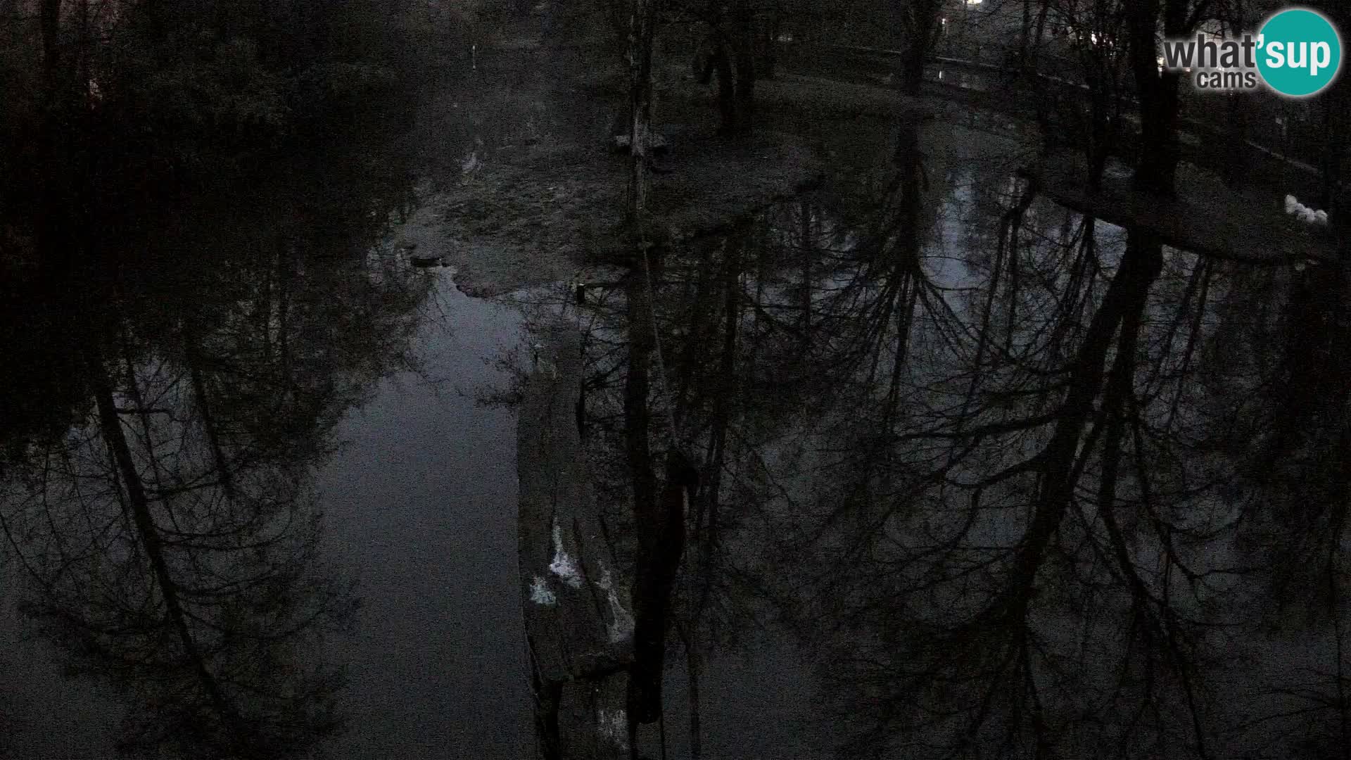 Schwarzweiße Vari Zoo Ljubljana webcam