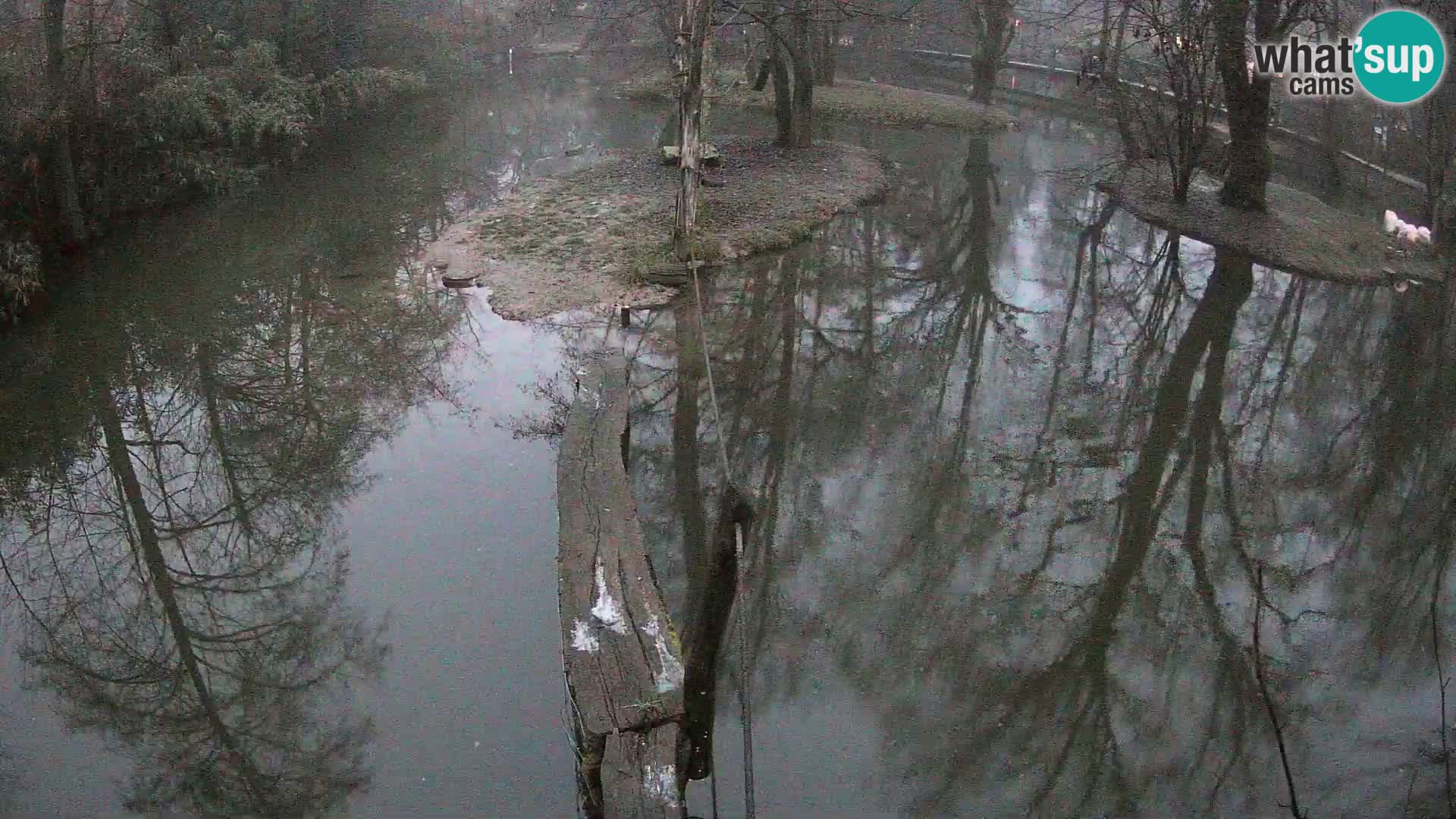 Vari noir et blanc – Ljubljana ZOO livecam