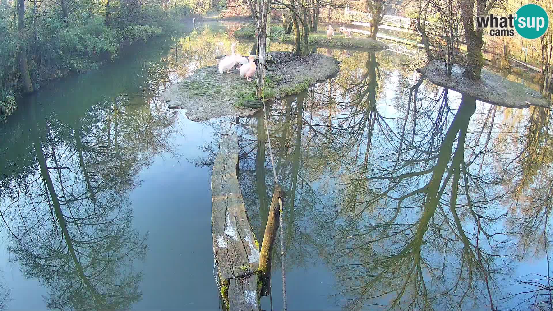 Navadni vari u živo – Ljubljana zoo
