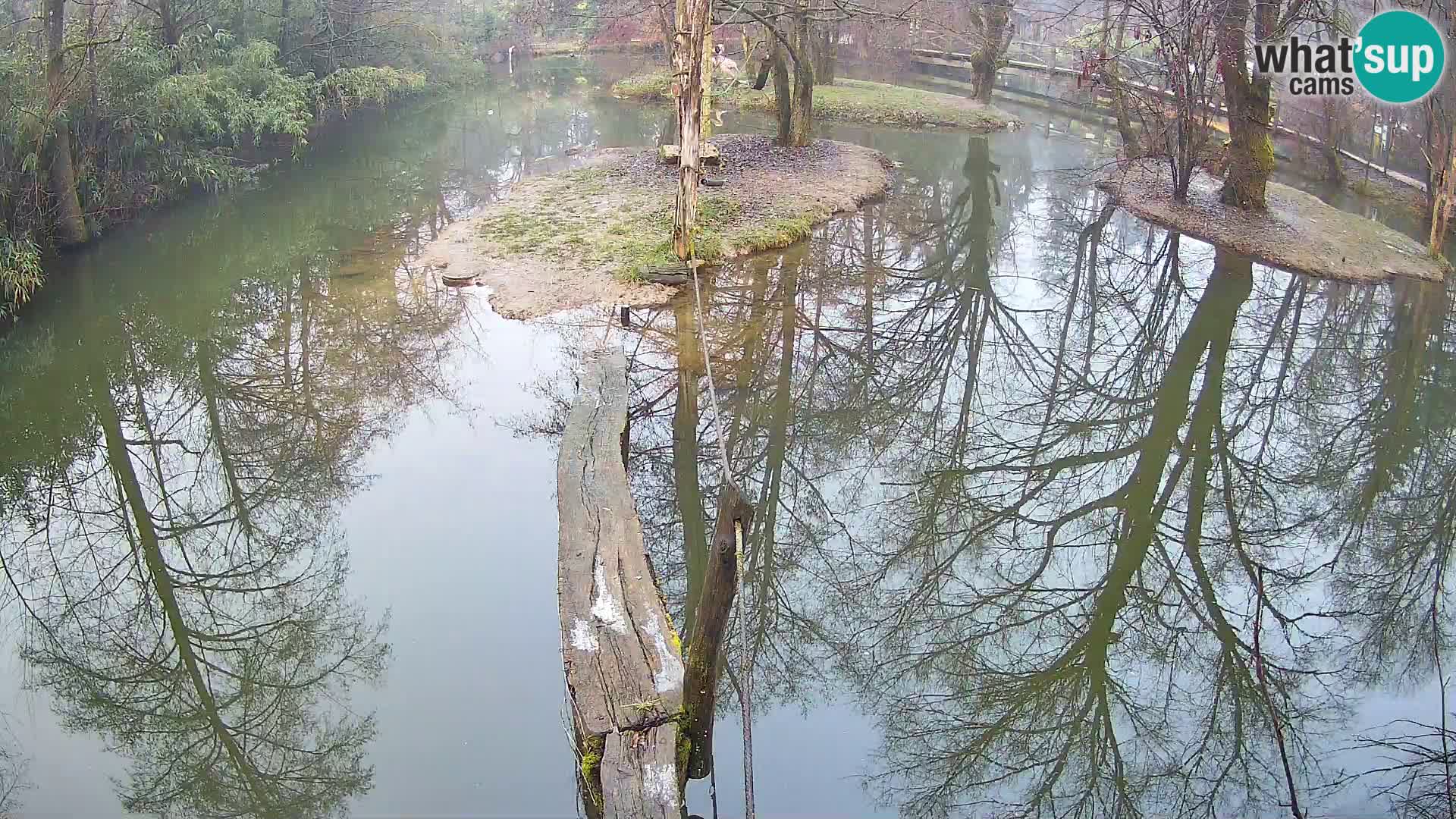Vari bianconero Zoo Ljubljana webcam