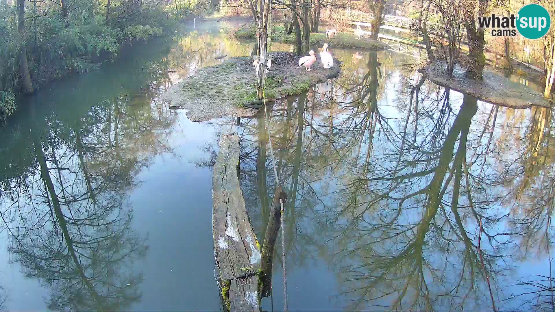 Lémur rufo blanco y negro – Ljubljana Zoo en vivo