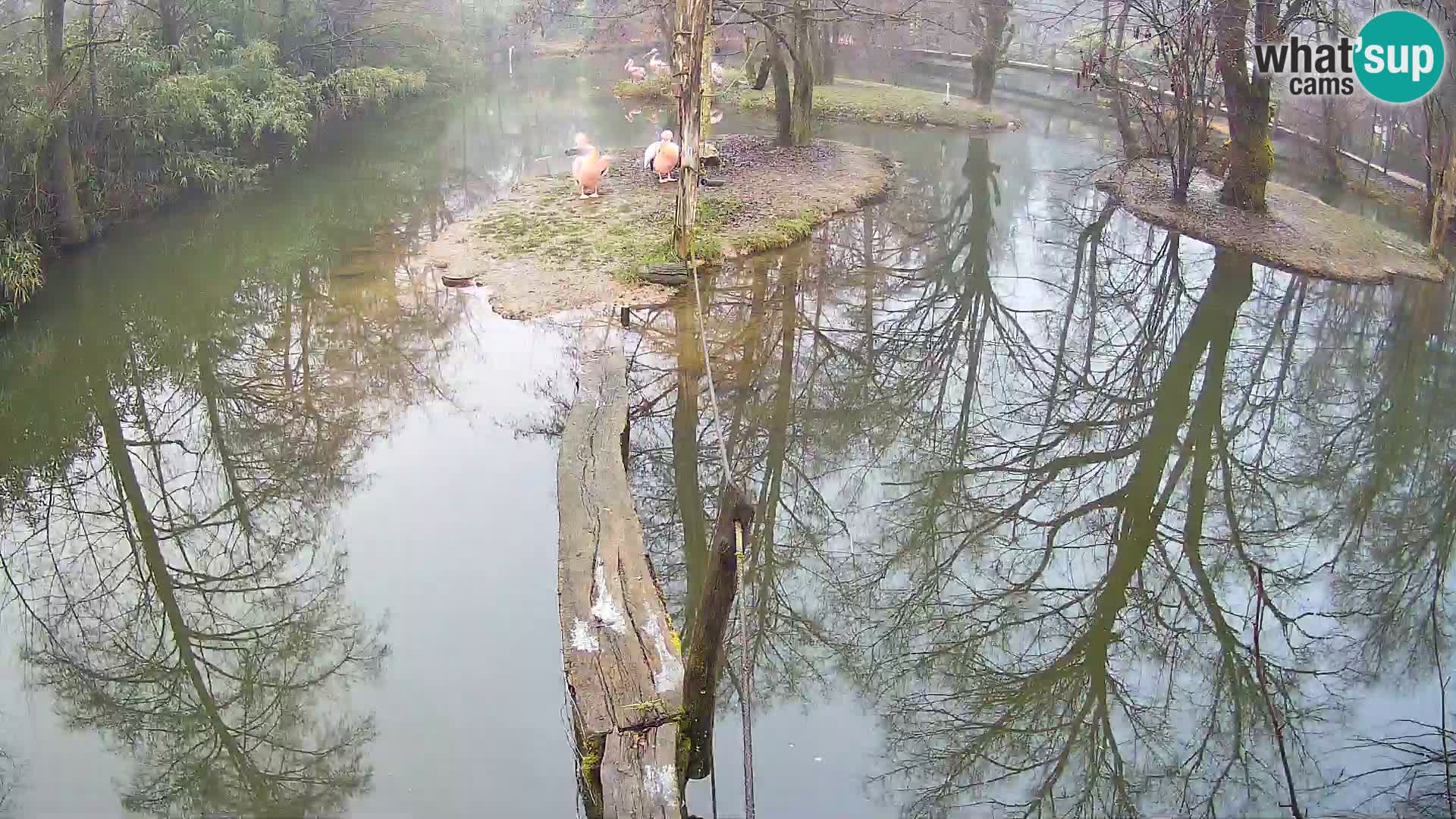Vari bianconero Zoo Ljubljana webcam