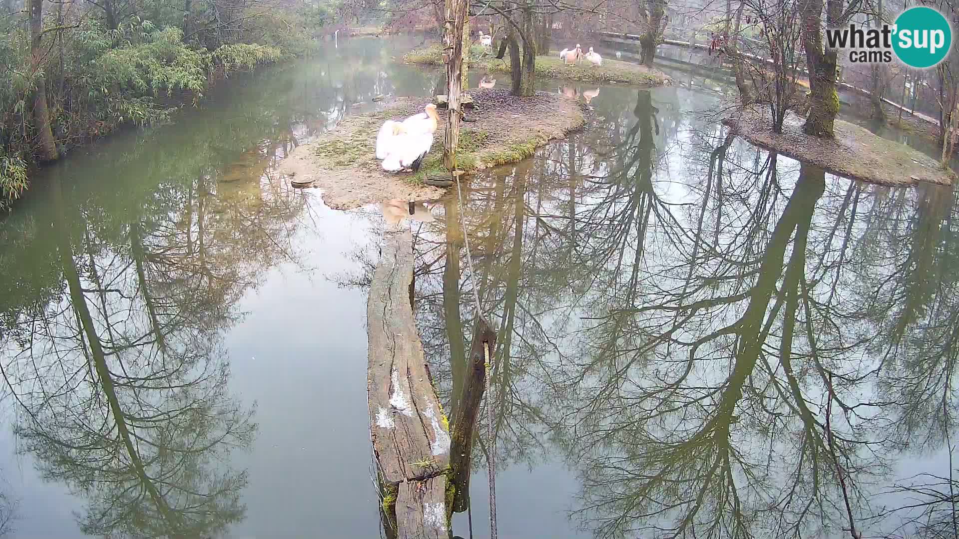 Schwarzweiße Vari Zoo Ljubljana webcam