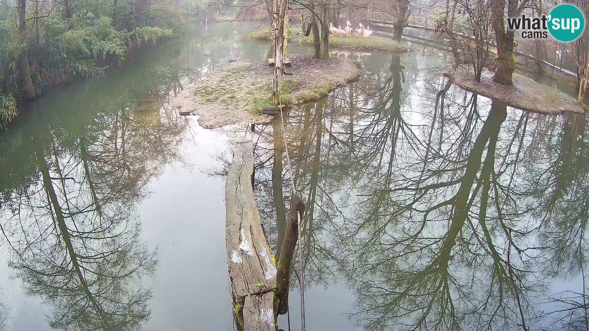 Schwarzweiße Vari Zoo Ljubljana webcam