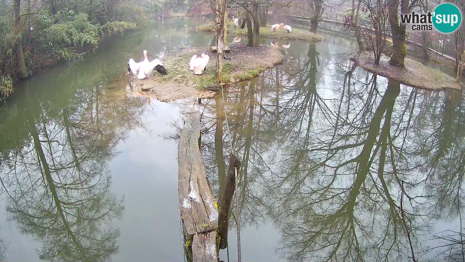 Lémur rufo blanco y negro – Ljubljana Zoo en vivo