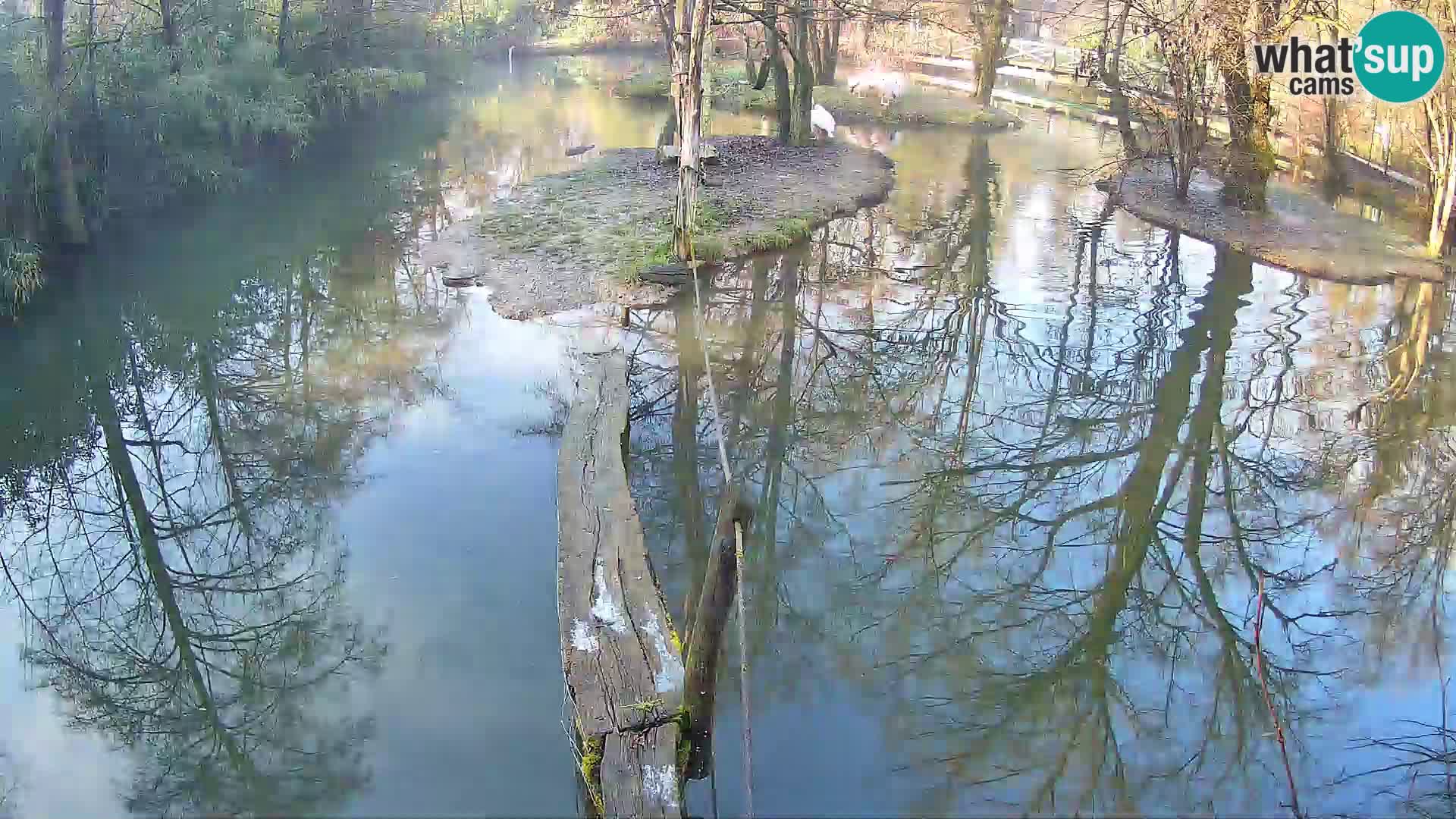 Navadni vari v živo – Ljubljana živalski vrt