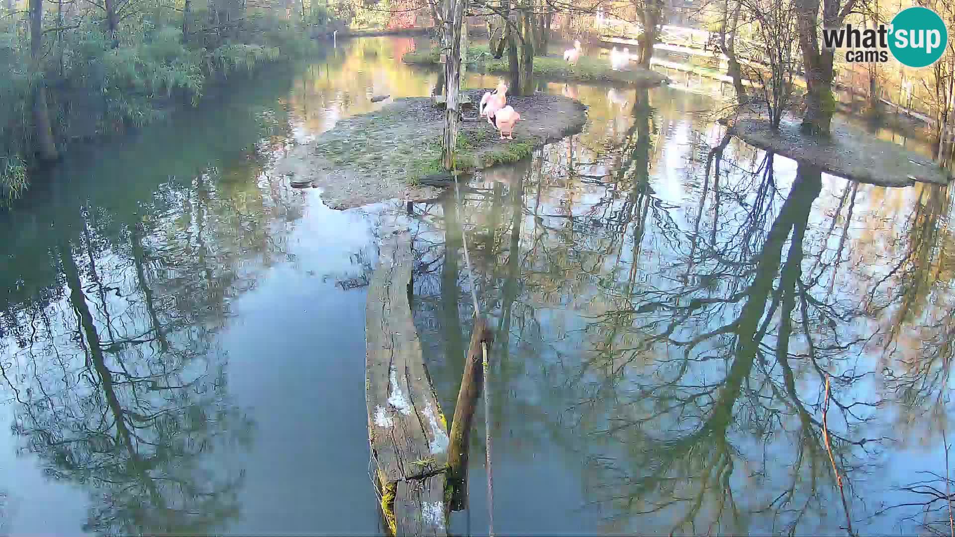Navadni vari u živo – Ljubljana zoo