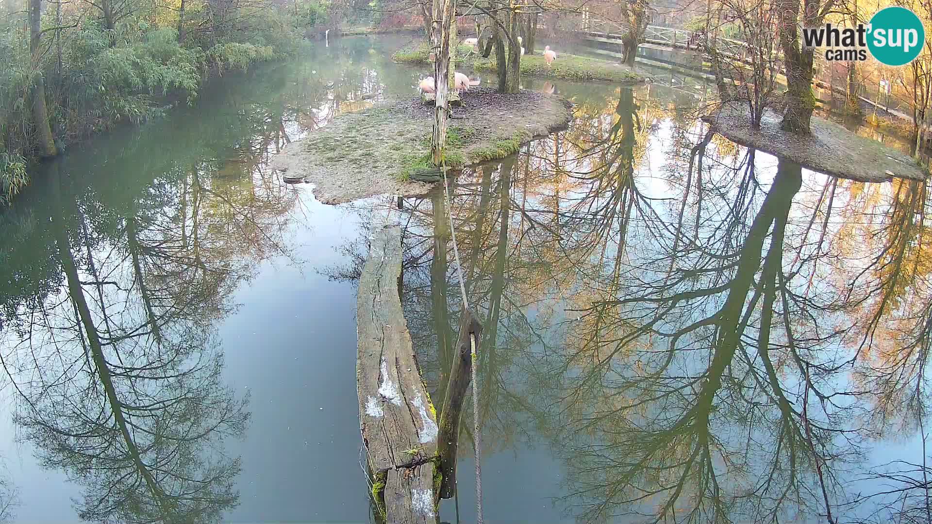 Vari noir et blanc – Ljubljana ZOO livecam