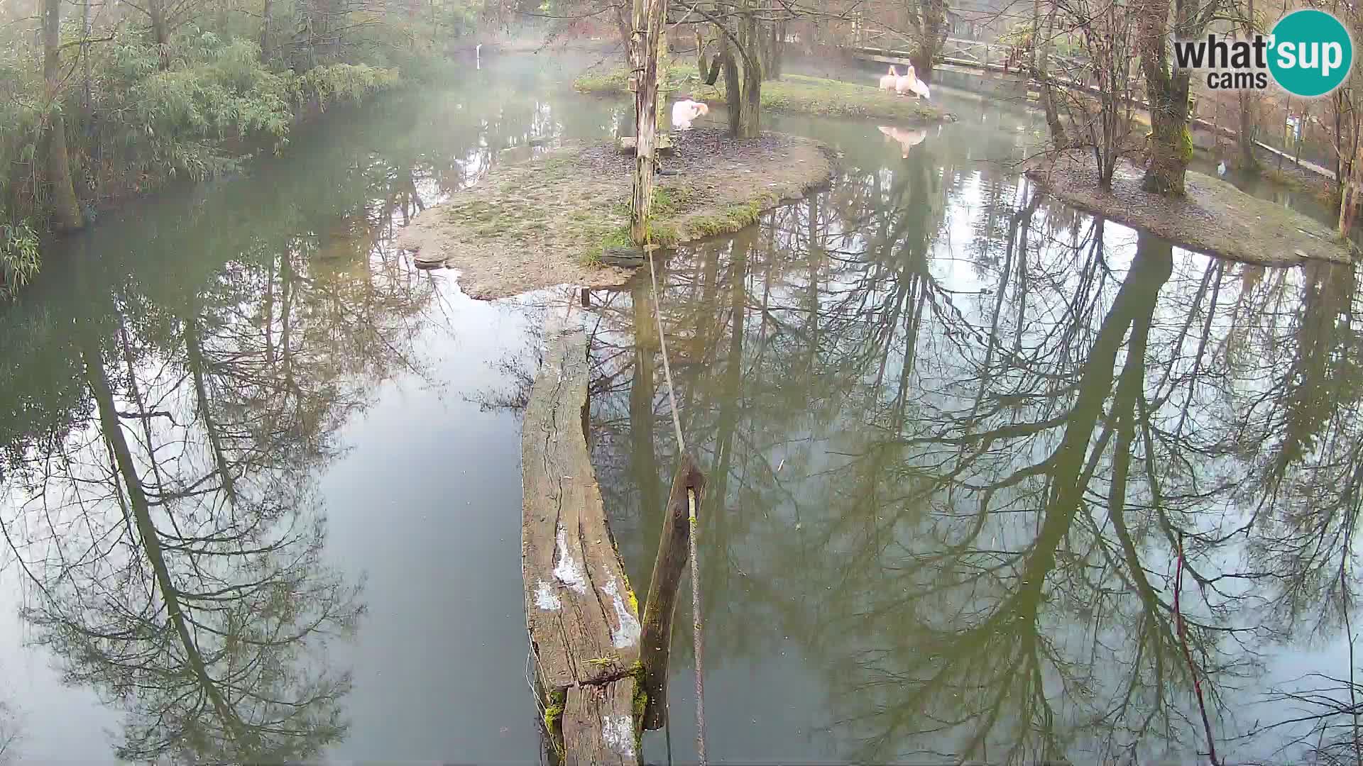 Black and white ruffed lemur Ljubljana Zoo live cam