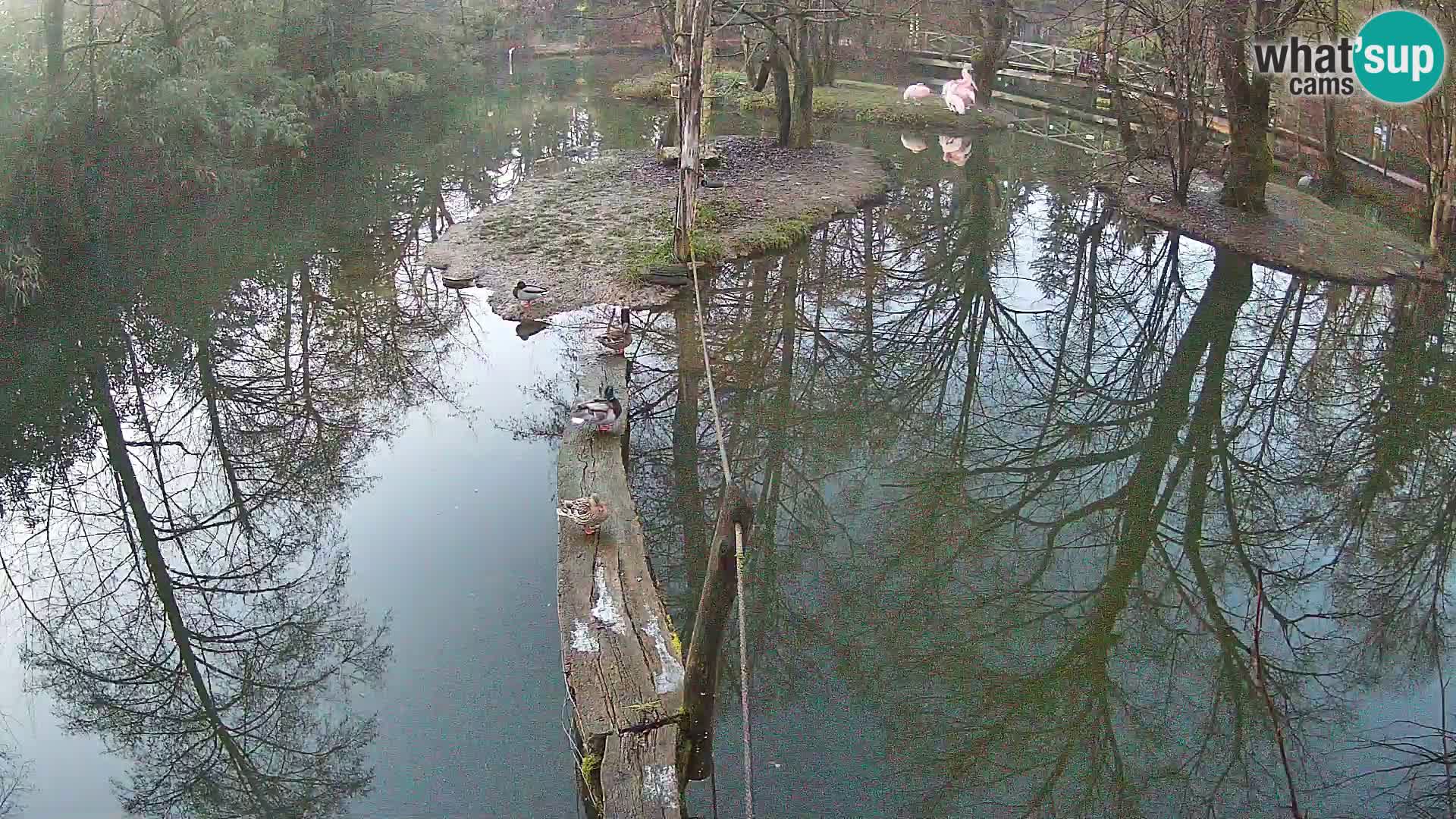 Vari noir et blanc – Ljubljana ZOO livecam
