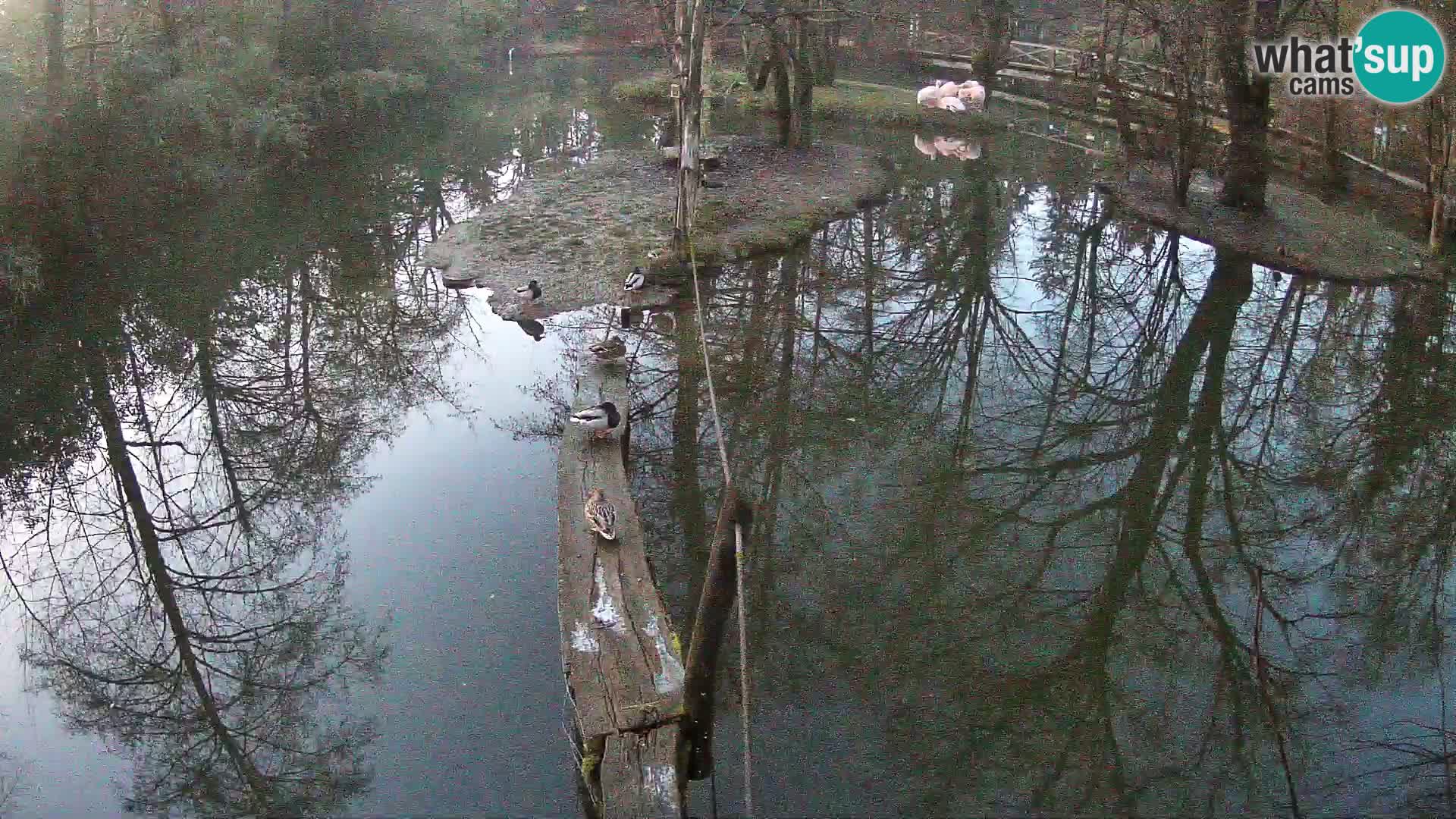 Vari bianconero Zoo Ljubljana webcam