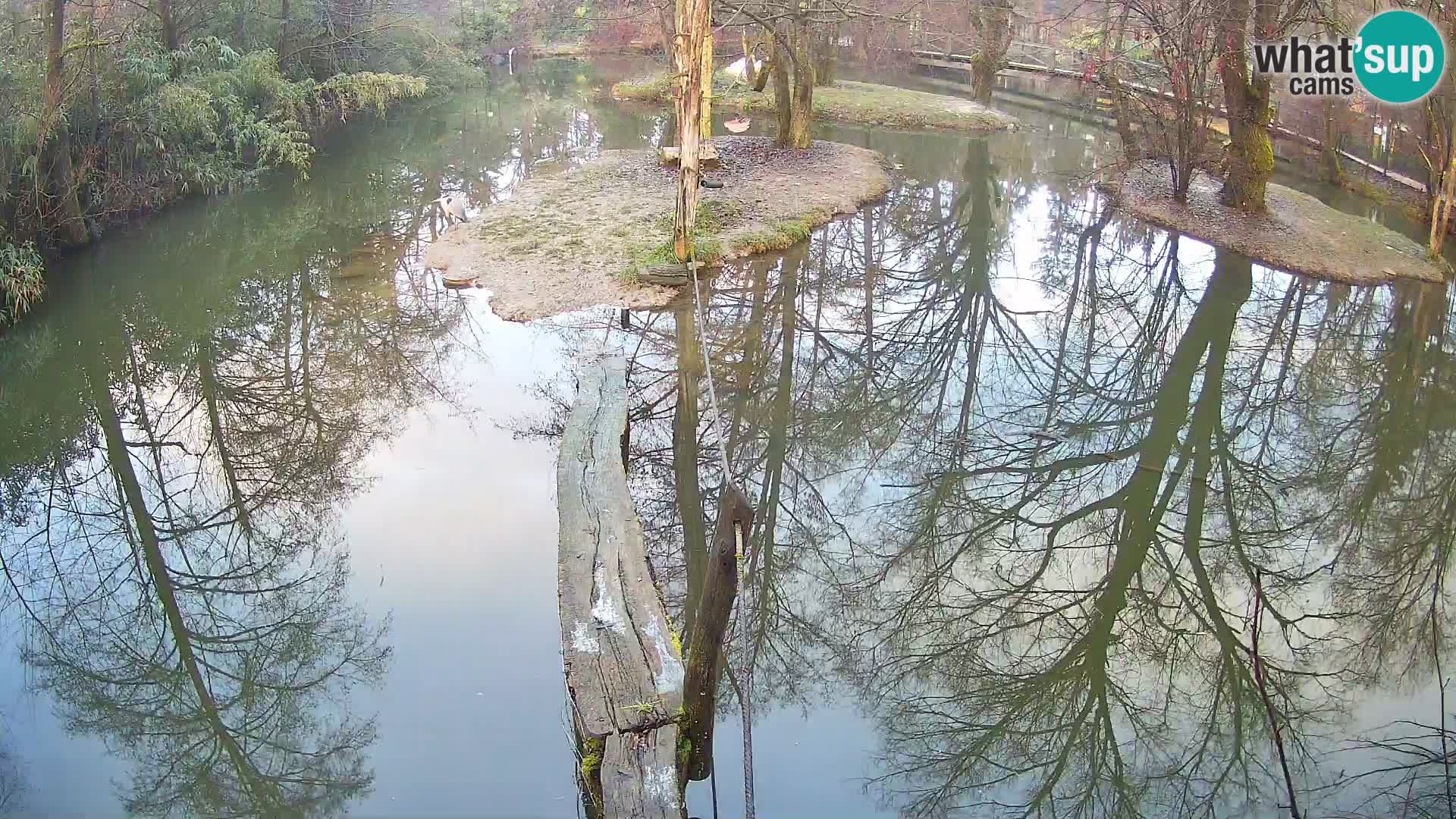 Vari noir et blanc – Ljubljana ZOO  livecam