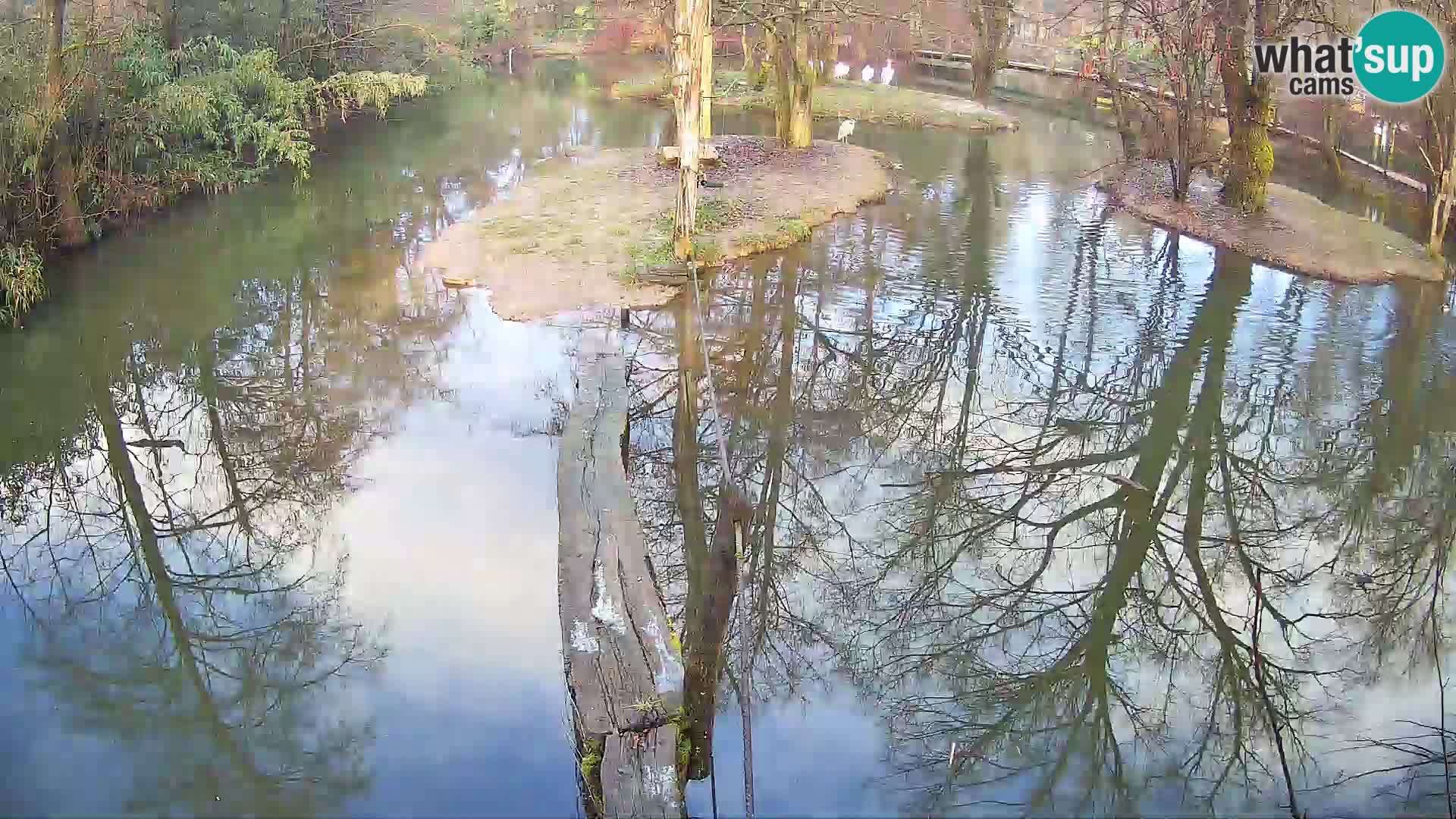 Vari bianconero Zoo Ljubljana webcam