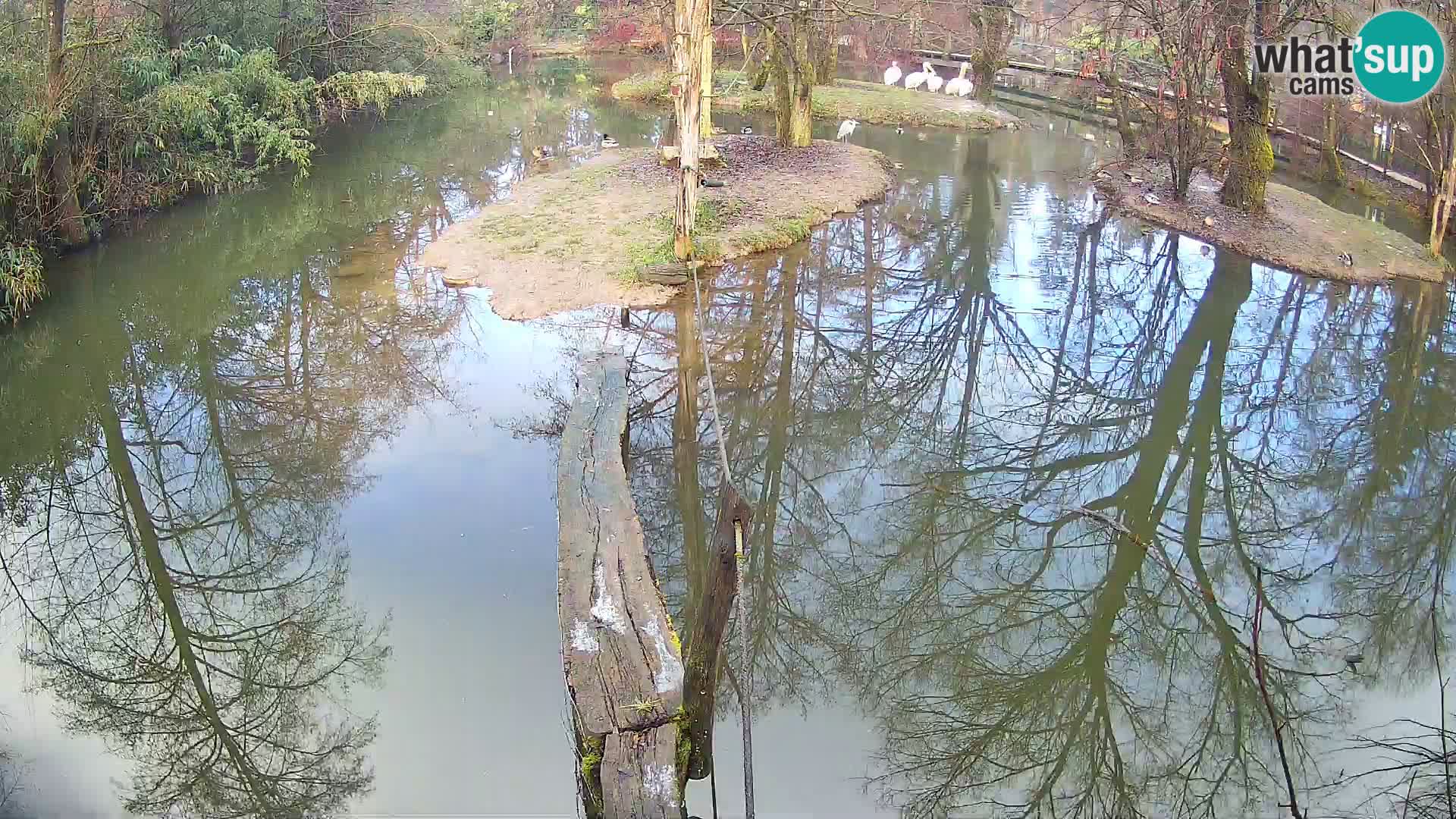 Navadni vari u živo – Ljubljana zoo