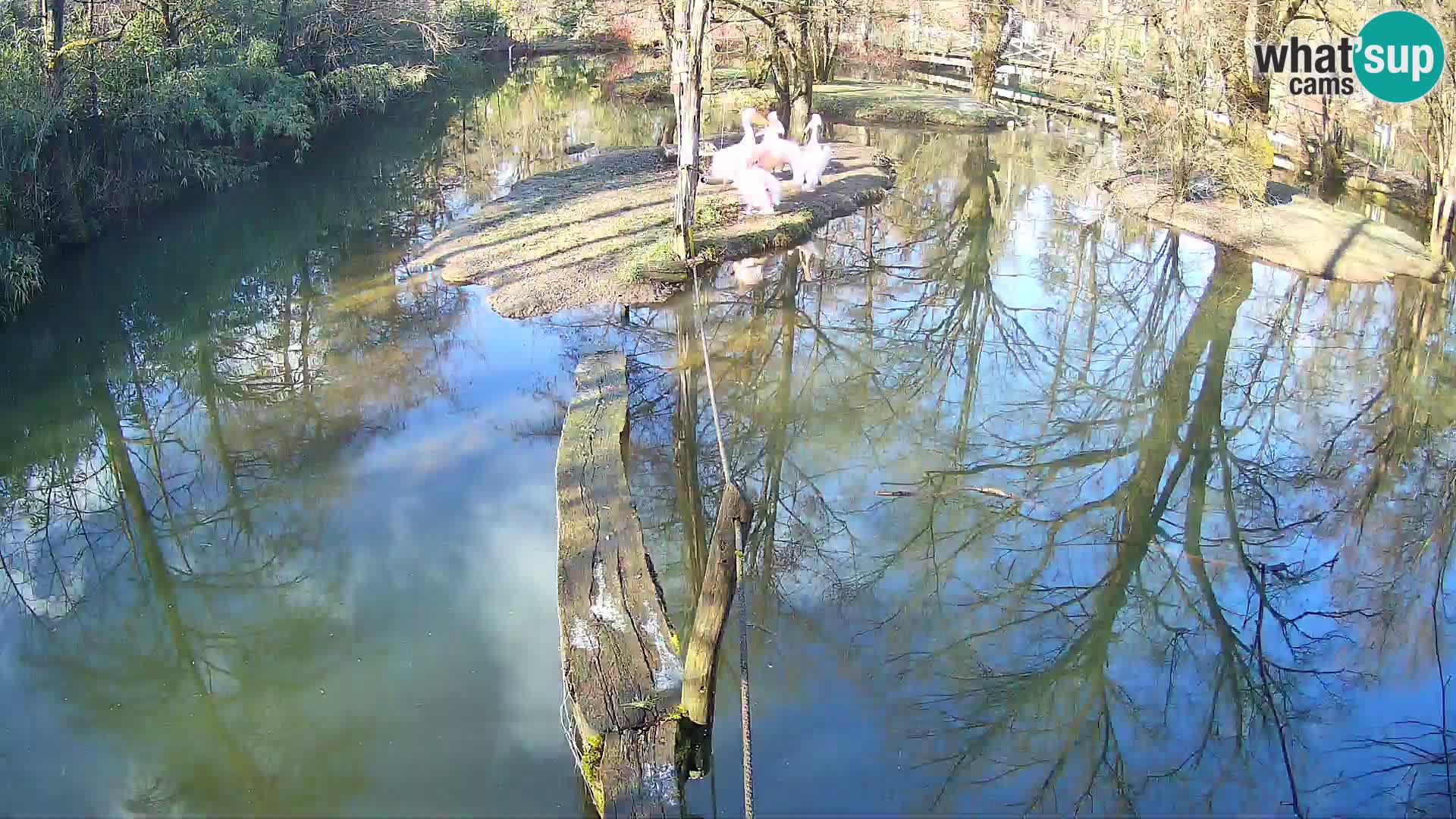 Vari noir et blanc – Ljubljana ZOO  livecam