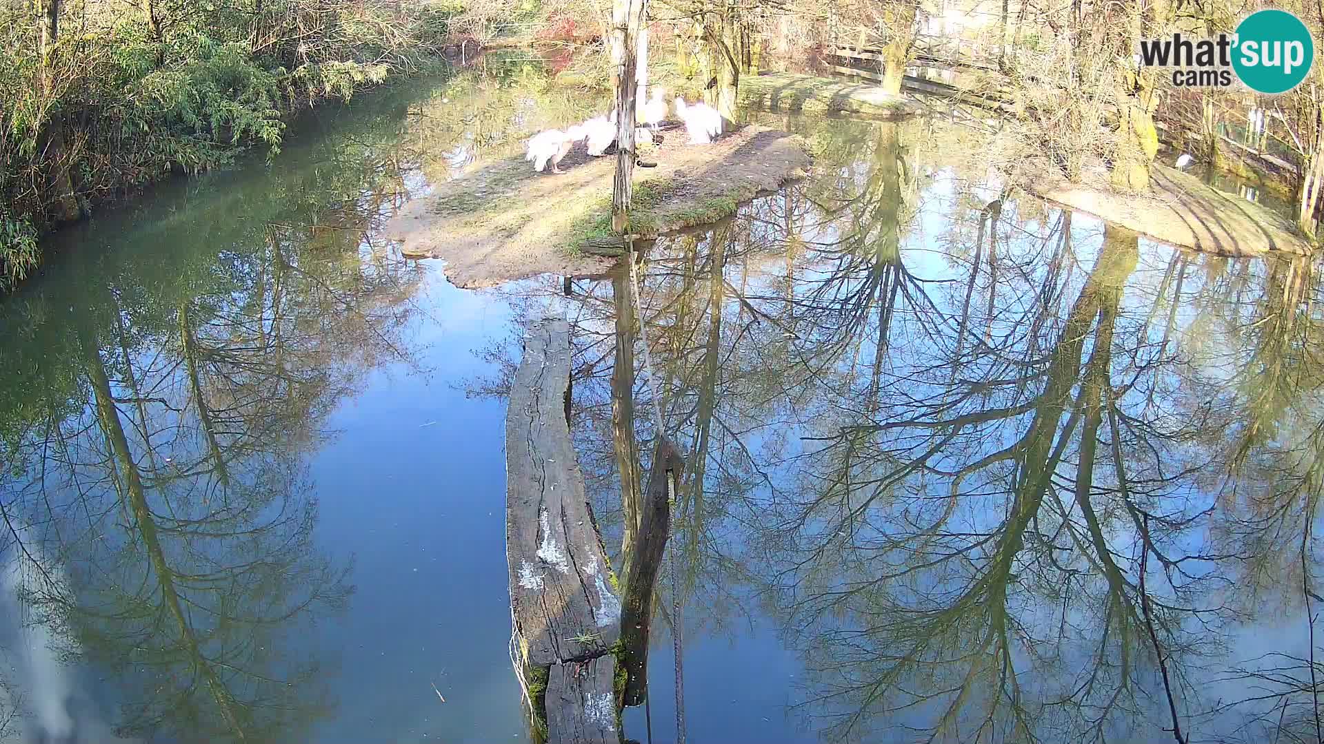 Vari bianconero Zoo Ljubljana webcam