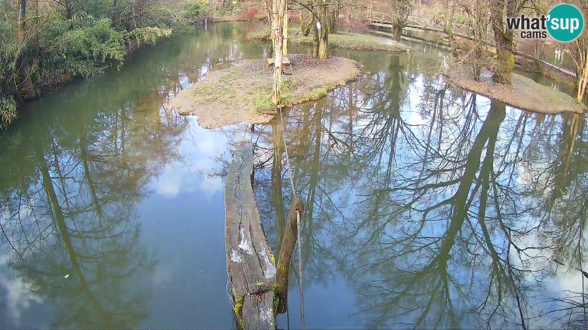 Lémur rufo blanco y negro – Ljubljana Zoo en vivo