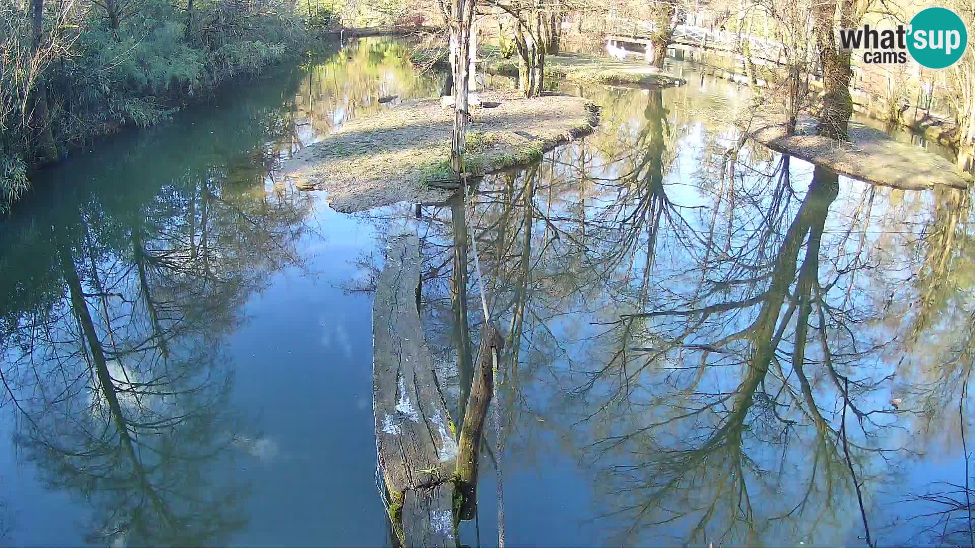 Lémur rufo blanco y negro – Ljubljana Zoo en vivo