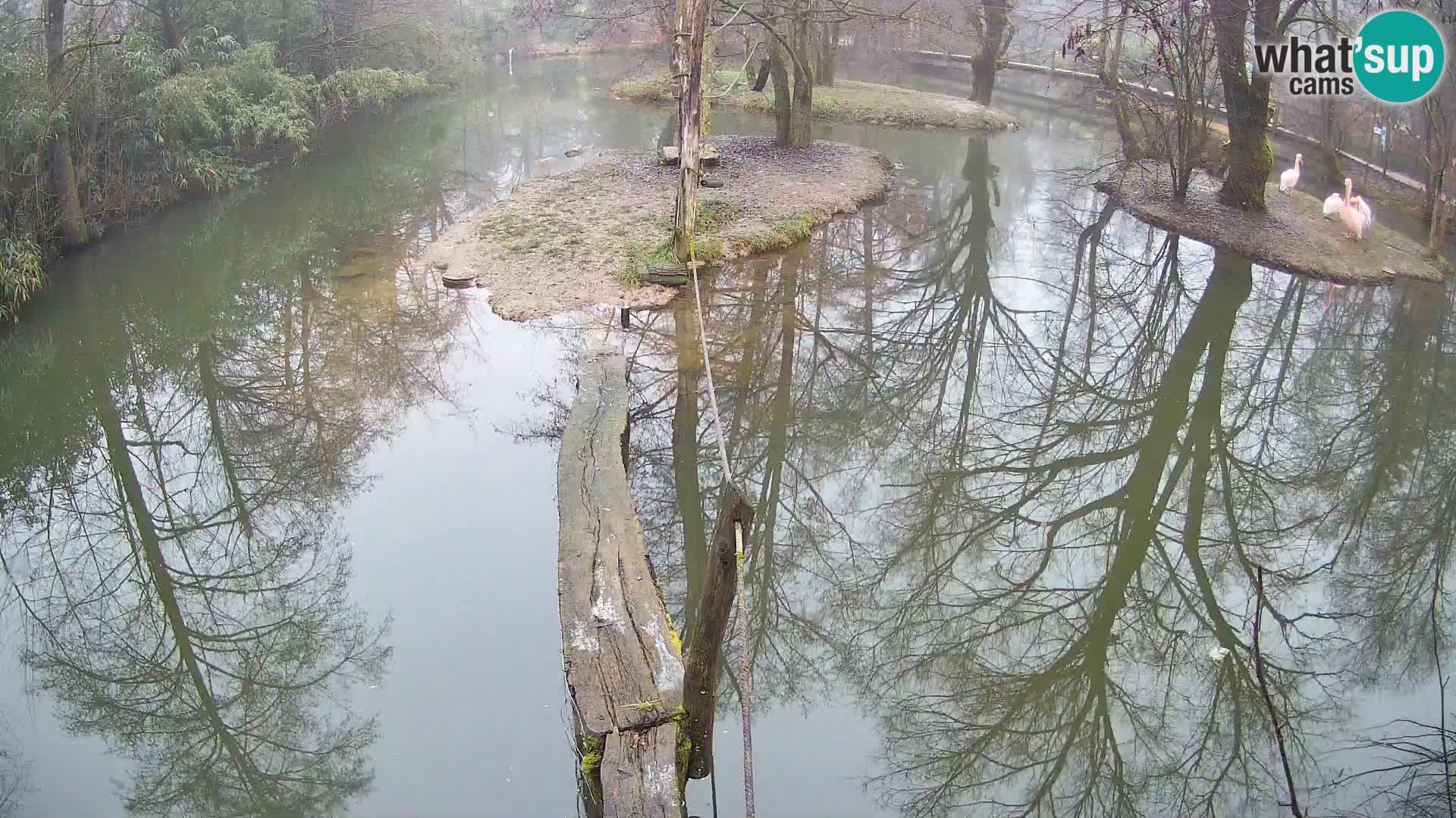 Black and white ruffed lemur Ljubljana Zoo live cam