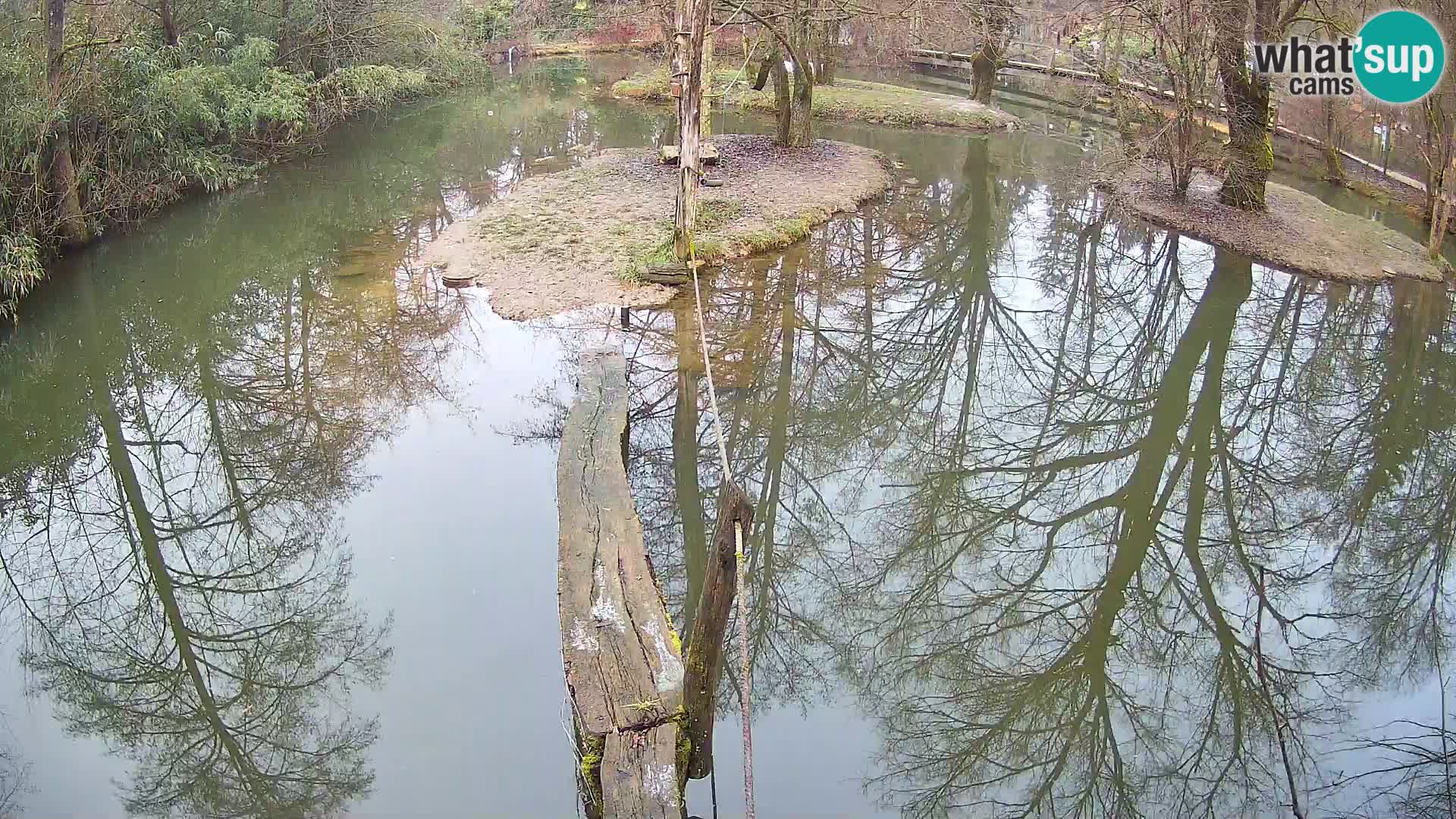 Vari bianconero Zoo Ljubljana webcam