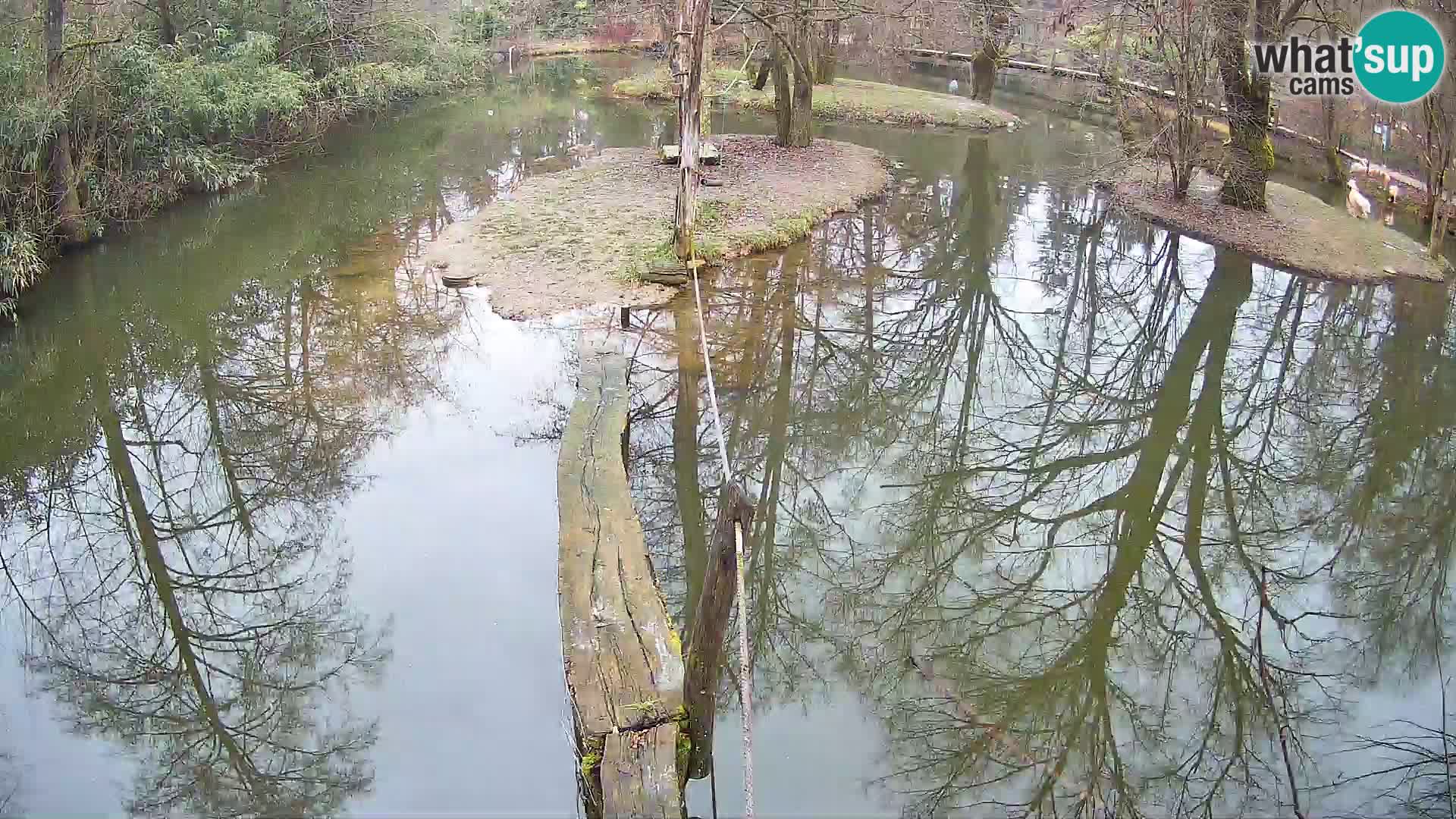 Black and white ruffed lemur Ljubljana Zoo live cam