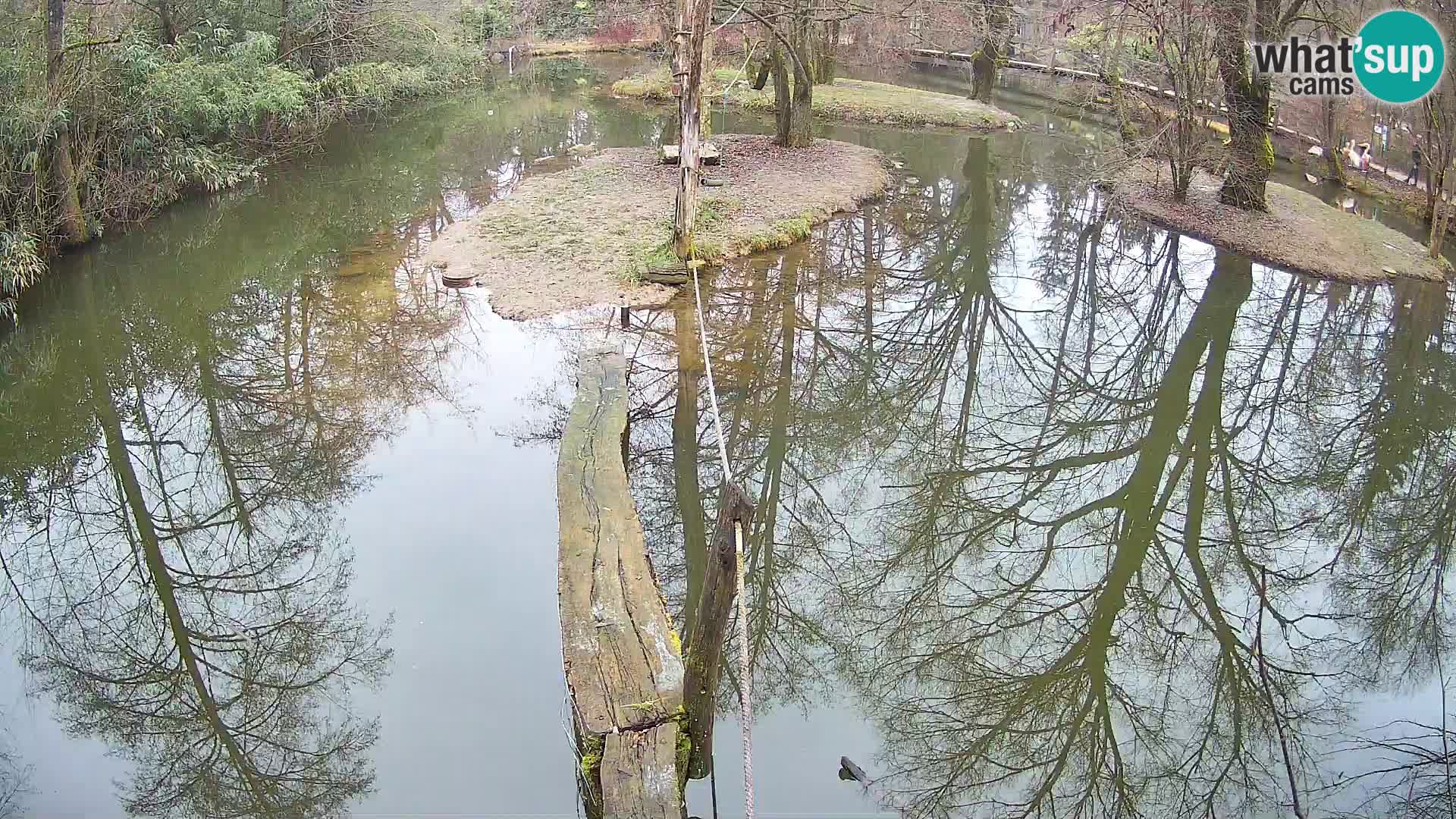 Navadni vari u živo – Ljubljana zoo