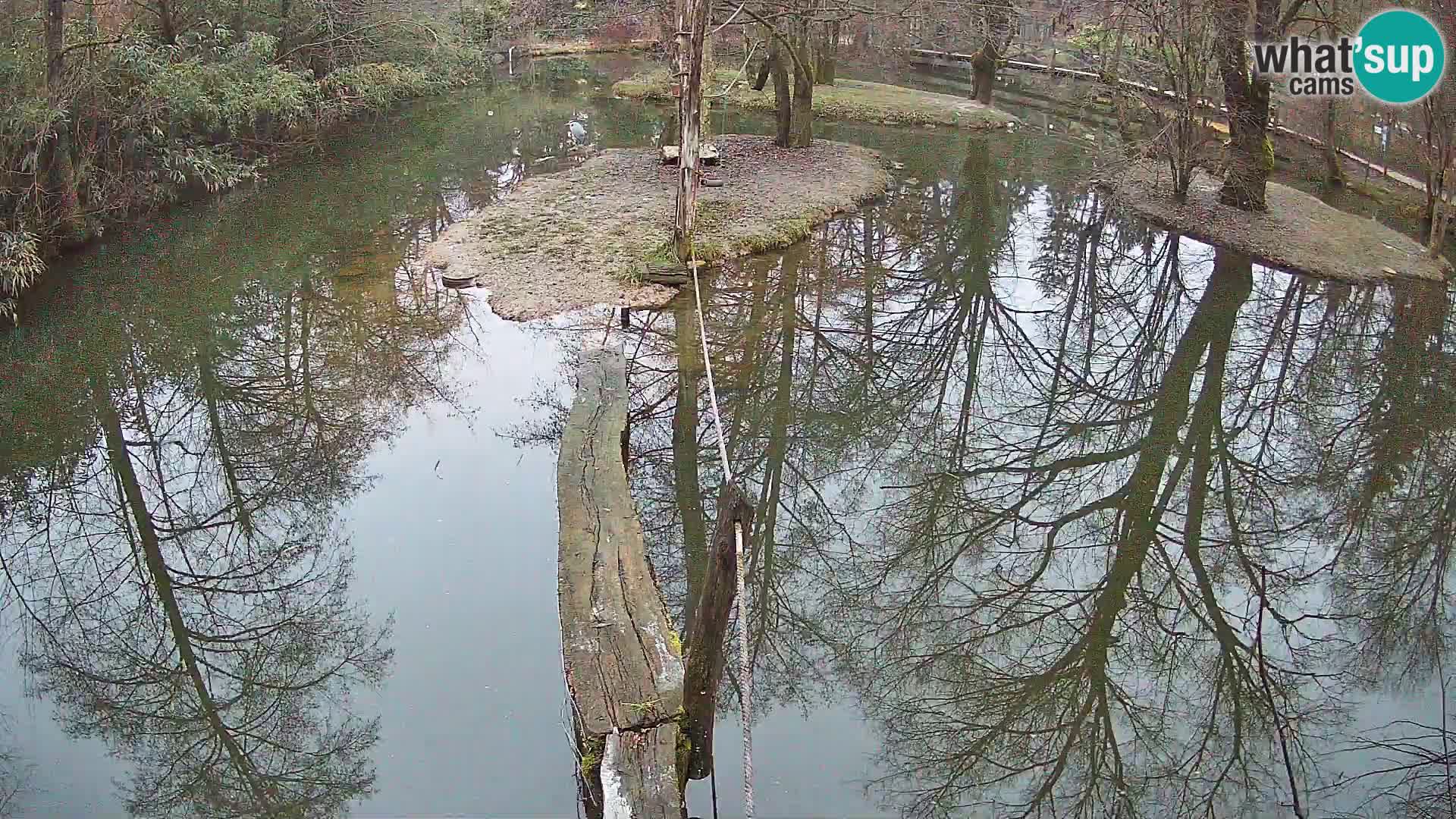Black and white ruffed lemur Ljubljana Zoo live cam