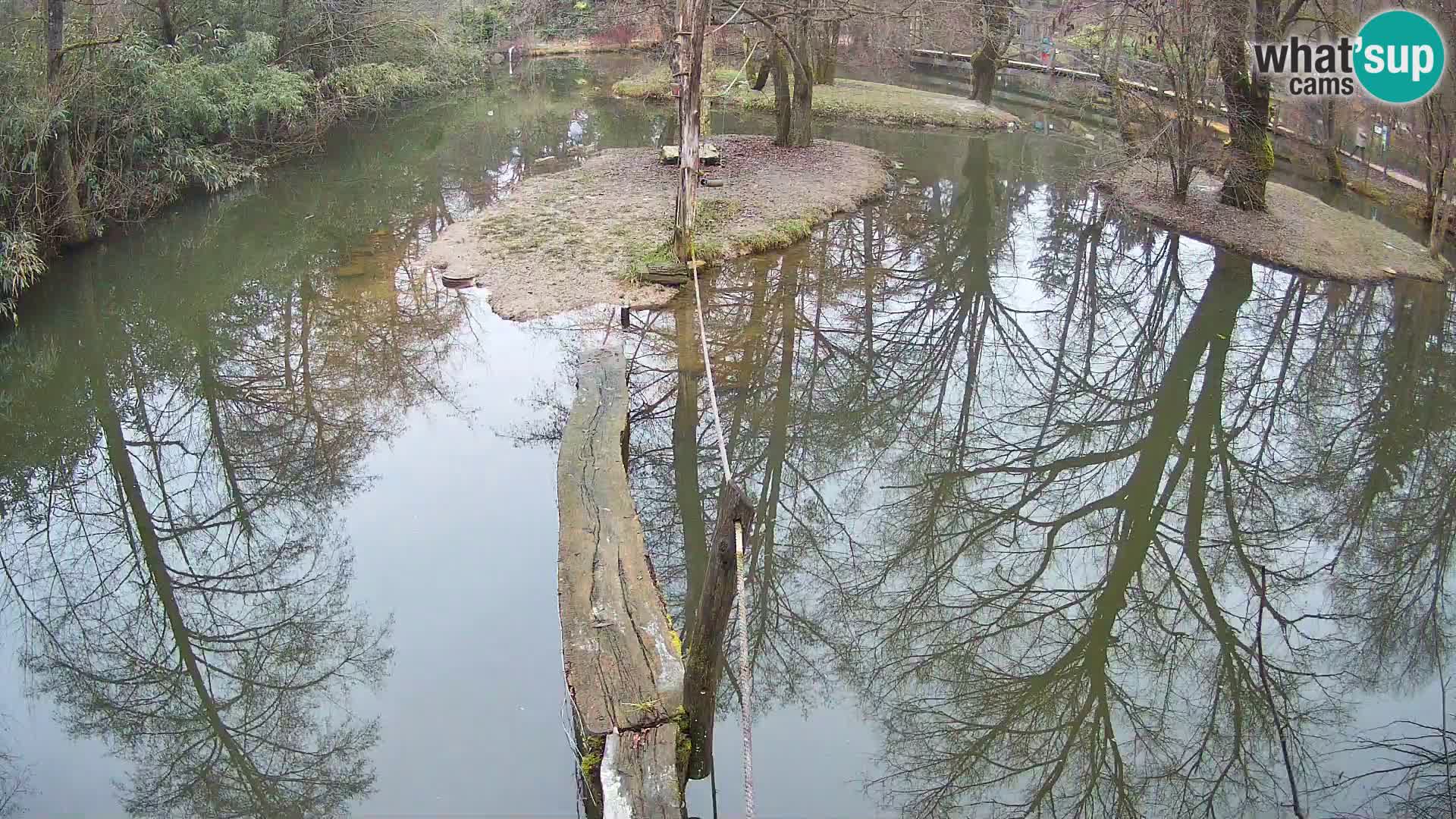Navadni vari u živo – Ljubljana zoo