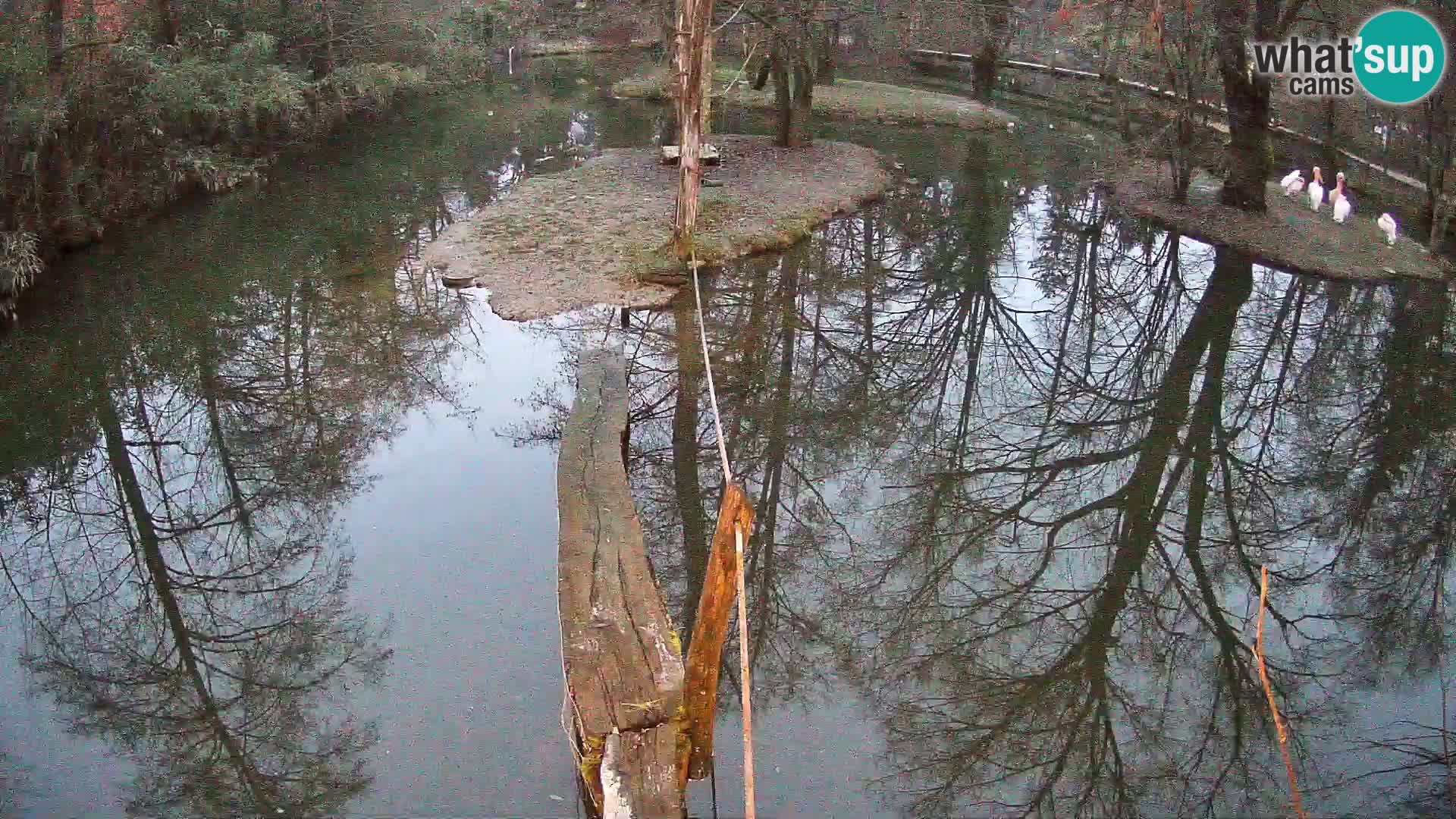 Schwarzweiße Vari Zoo Ljubljana webcam