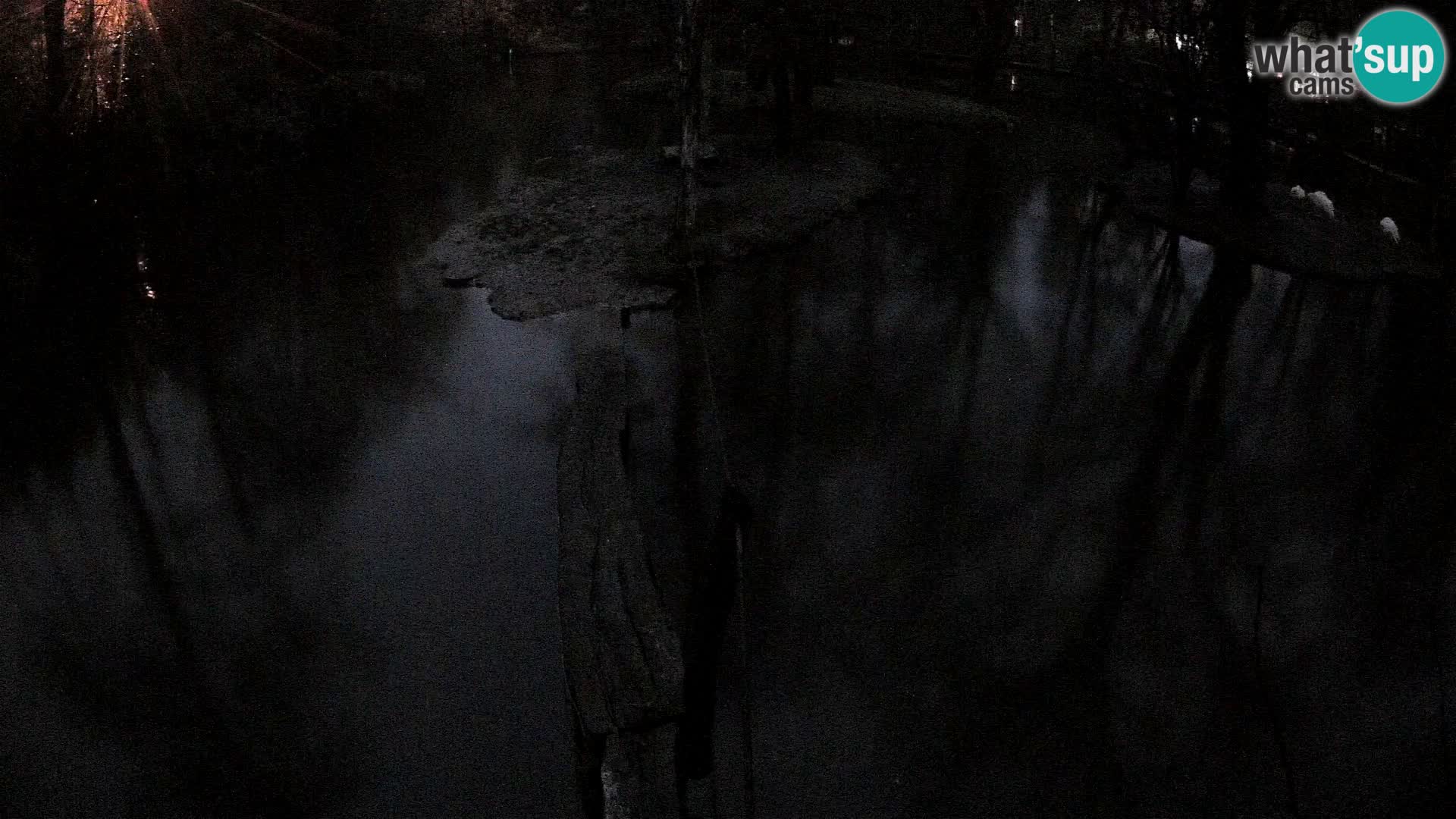 Lémur rufo blanco y negro – Ljubljana Zoo en vivo