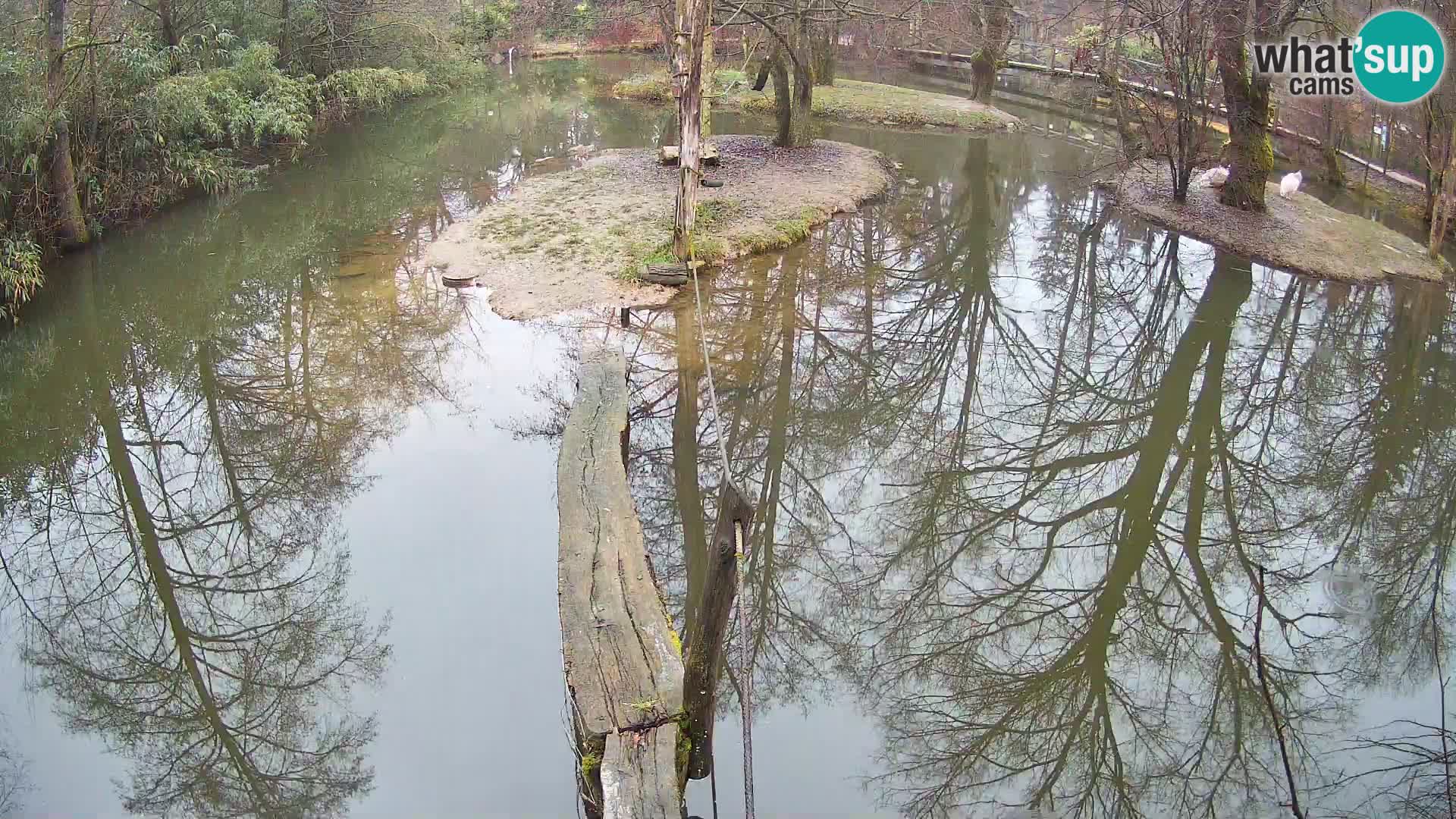 Vari bianconero Zoo Ljubljana webcam