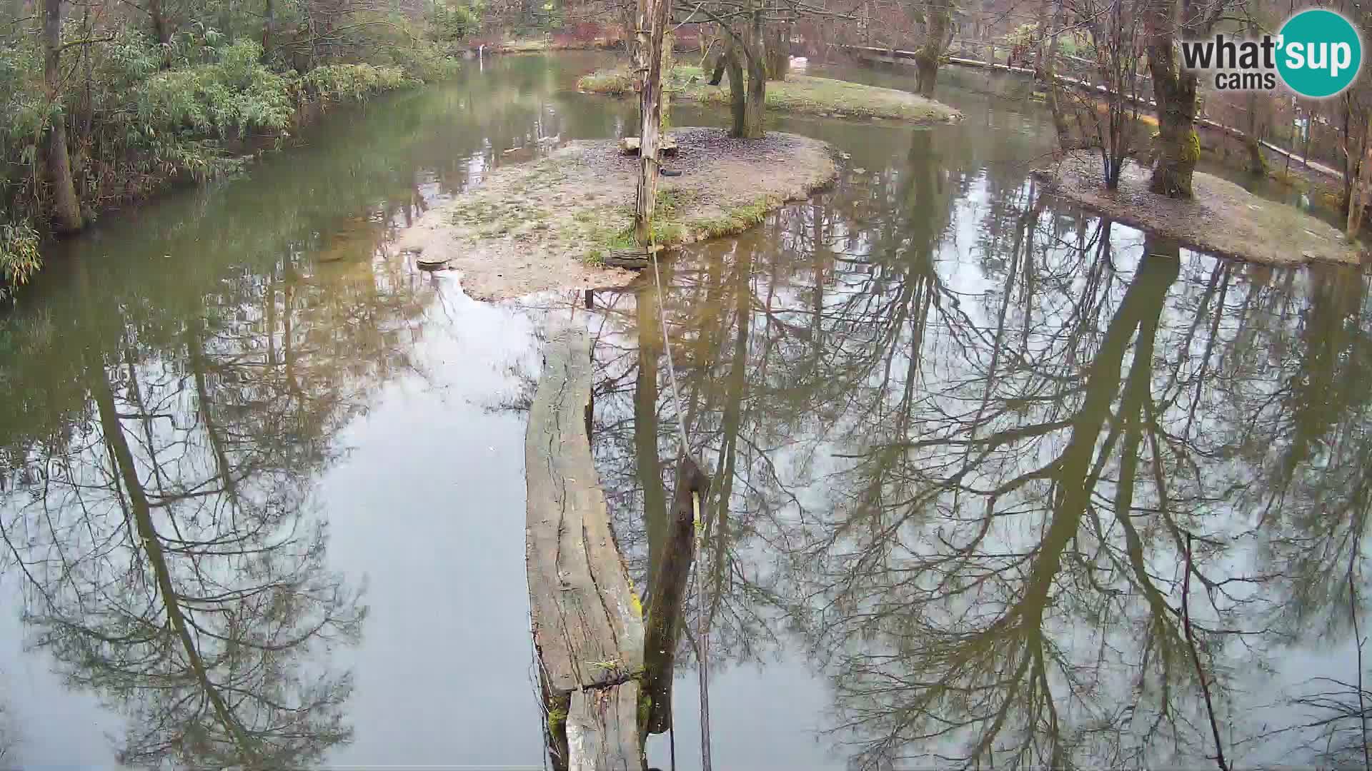 Lémur rufo blanco y negro – Ljubljana Zoo en vivo