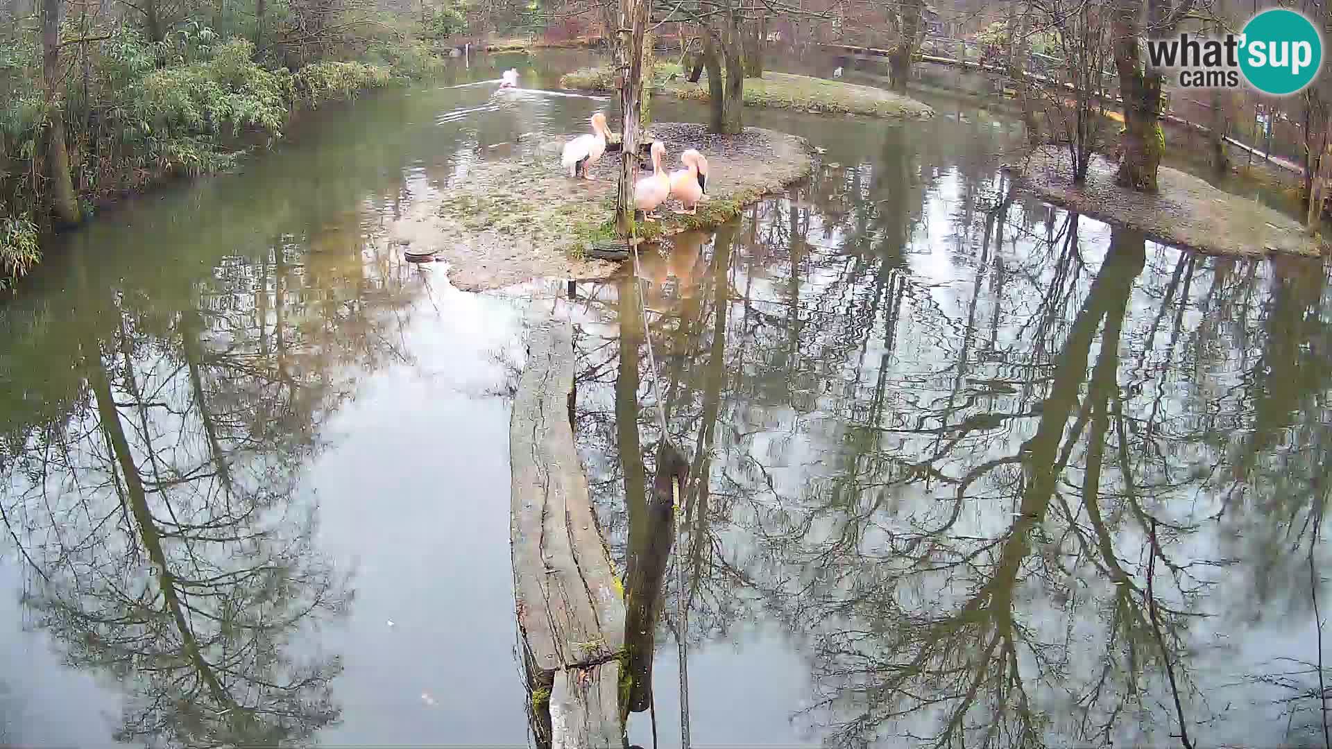 Vari bianconero Zoo Ljubljana webcam