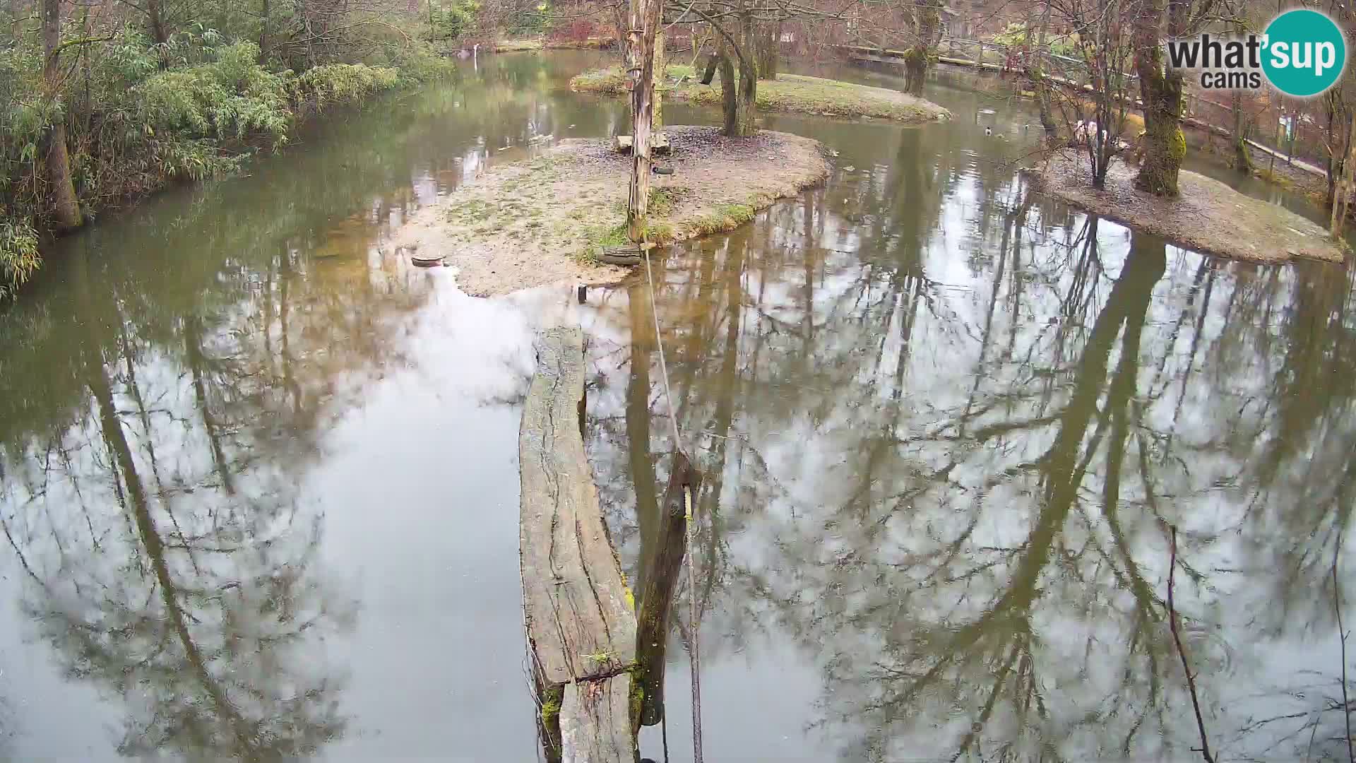 Navadni vari u živo – Ljubljana zoo