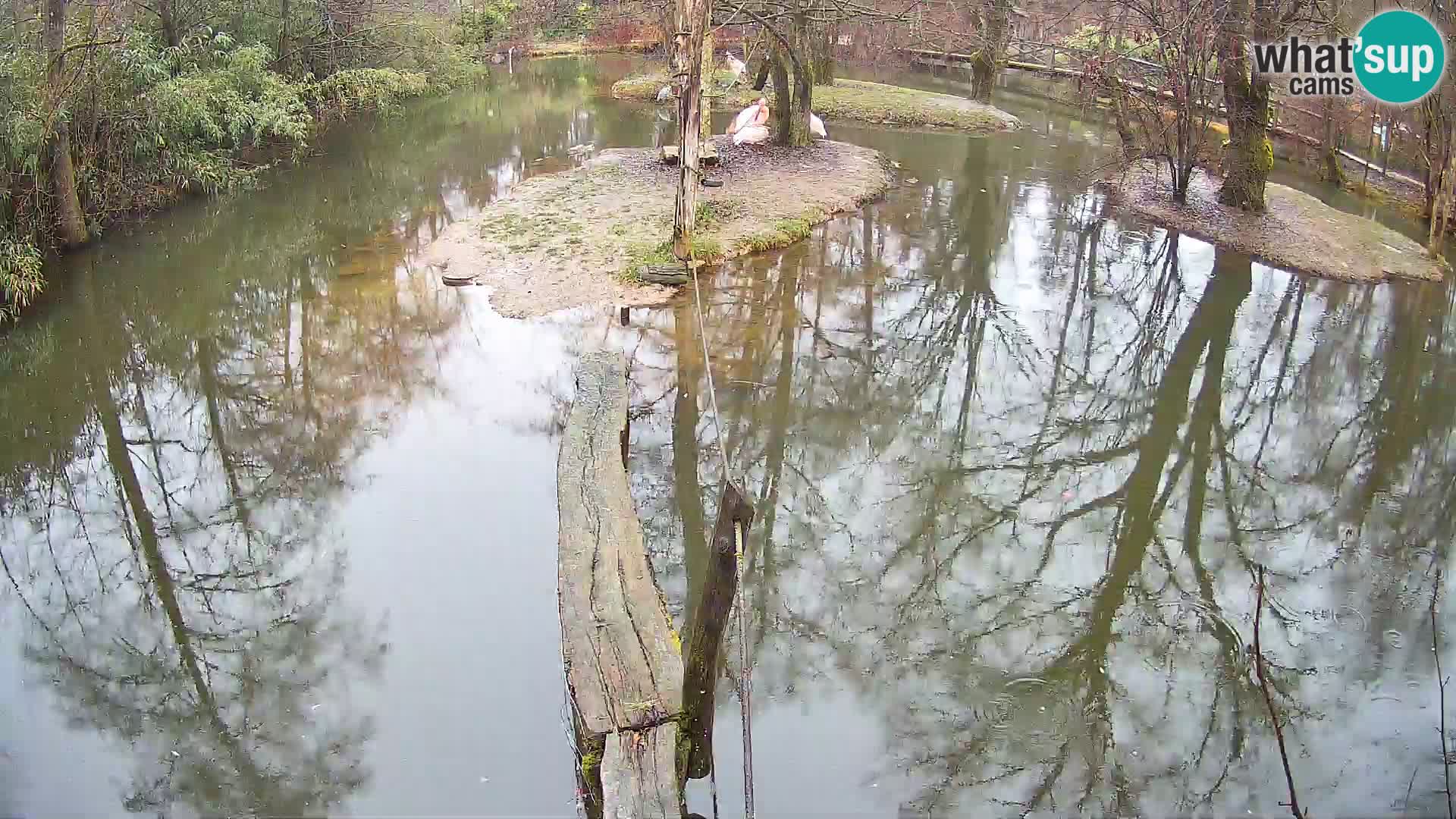 Schwarzweiße Vari Zoo Ljubljana webcam