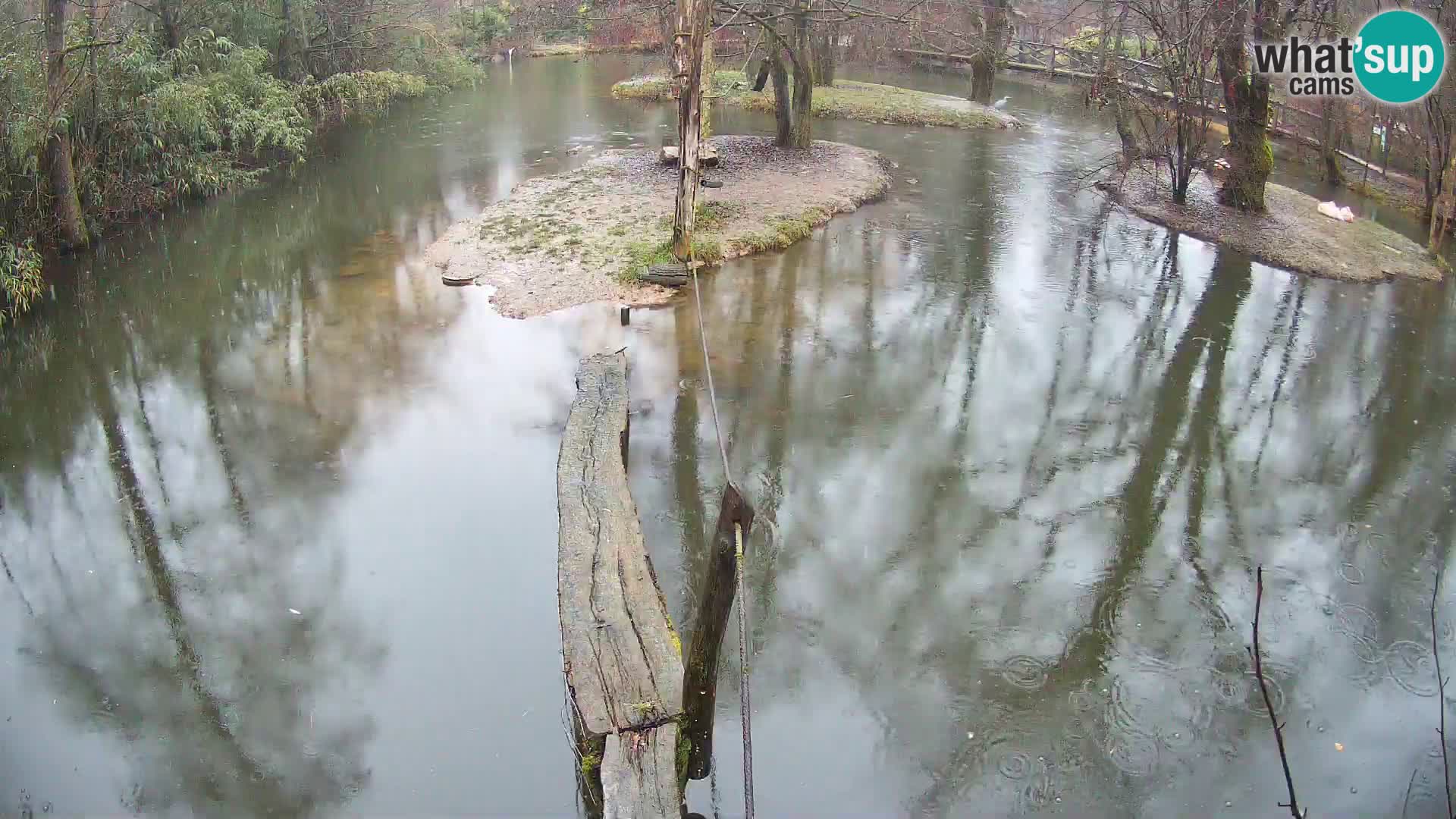 Schwarzweiße Vari Zoo Ljubljana webcam
