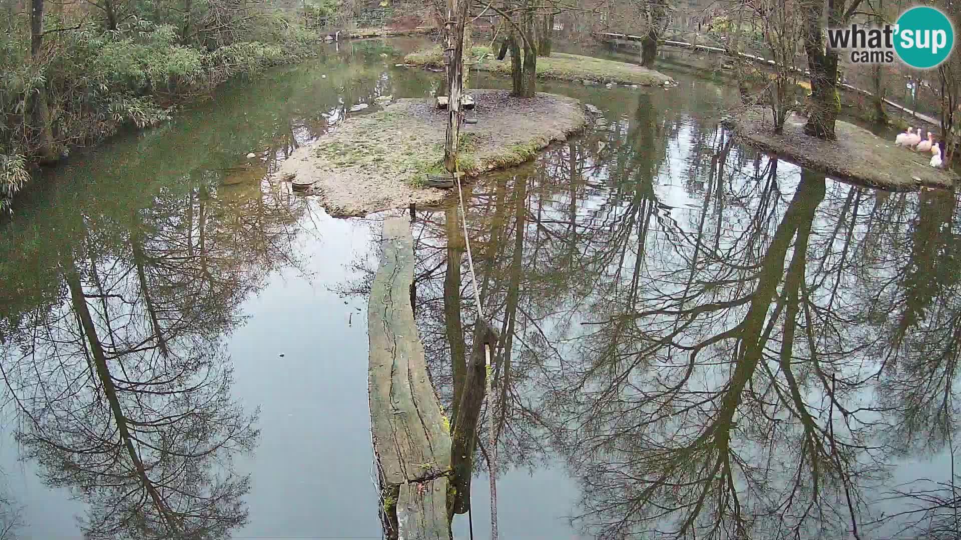 Navadni vari u živo – Ljubljana zoo