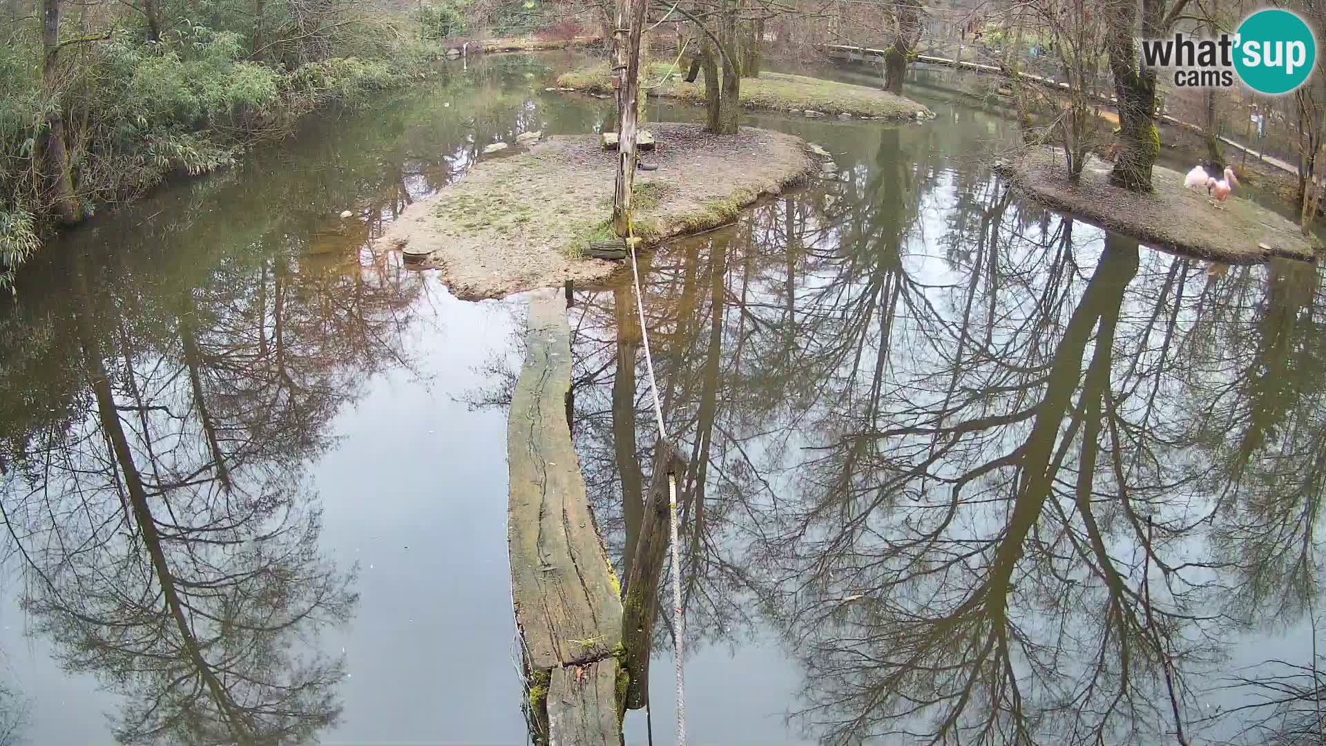 Vari bianconero Zoo Ljubljana webcam