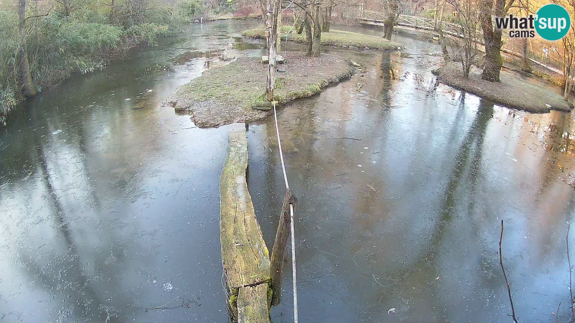 Black and white ruffed lemur Ljubljana Zoo live cam