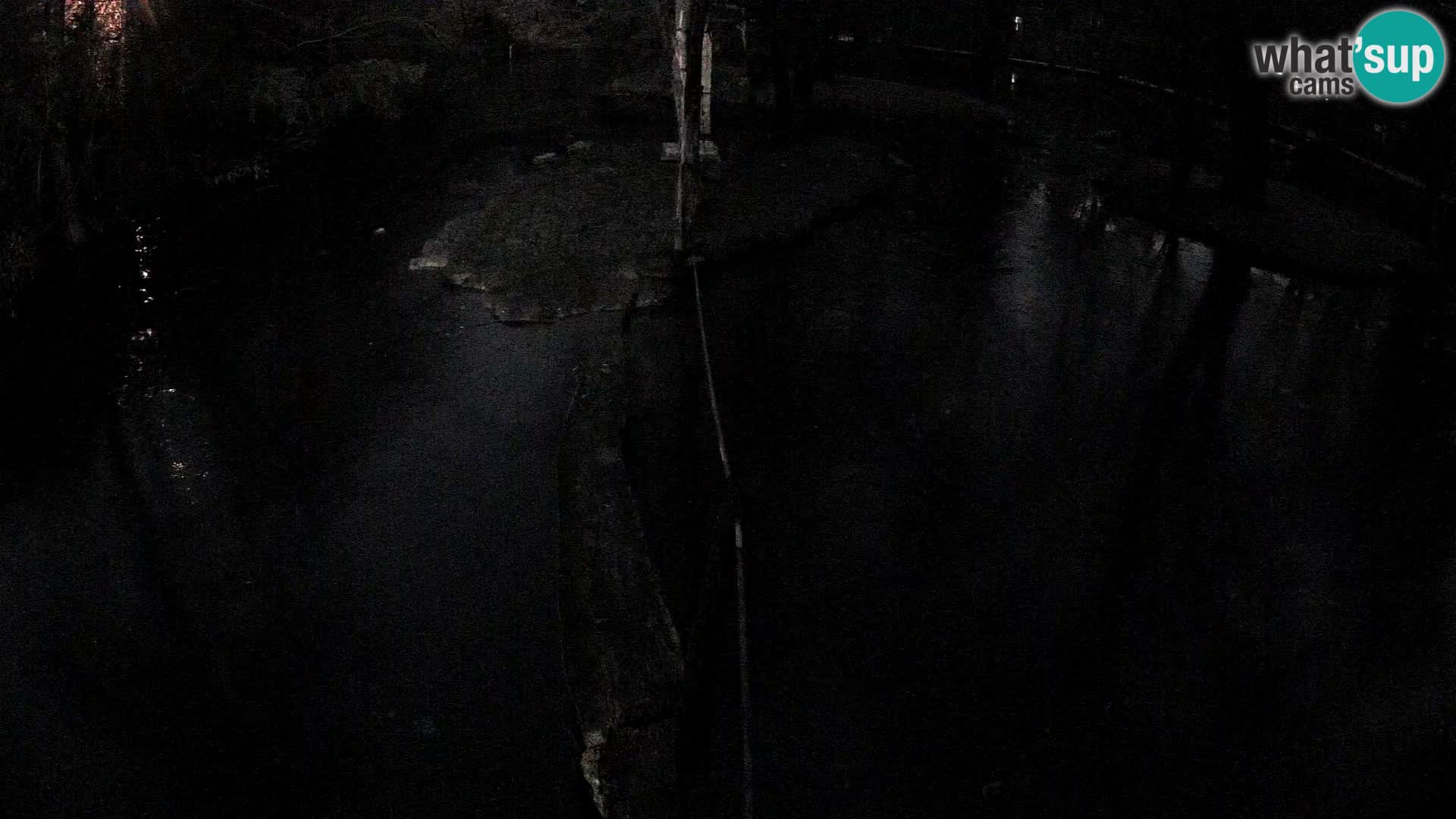 Black and white ruffed lemur Ljubljana Zoo live cam