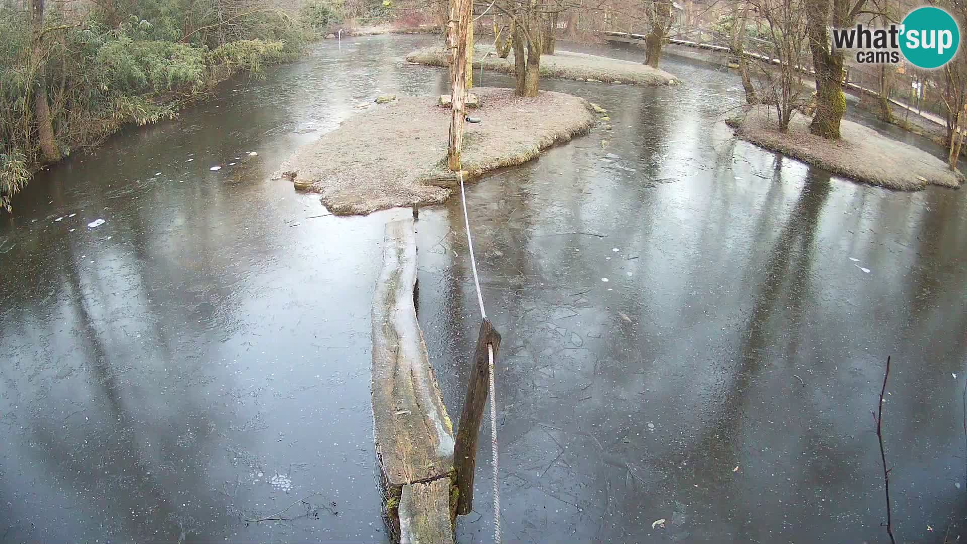 Navadni vari u živo – Ljubljana zoo