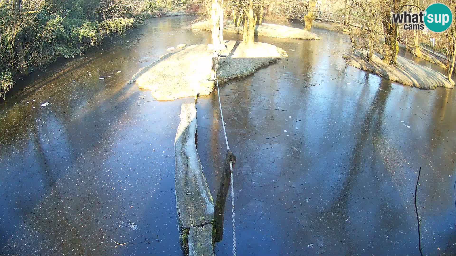 Navadni vari u živo – Ljubljana zoo