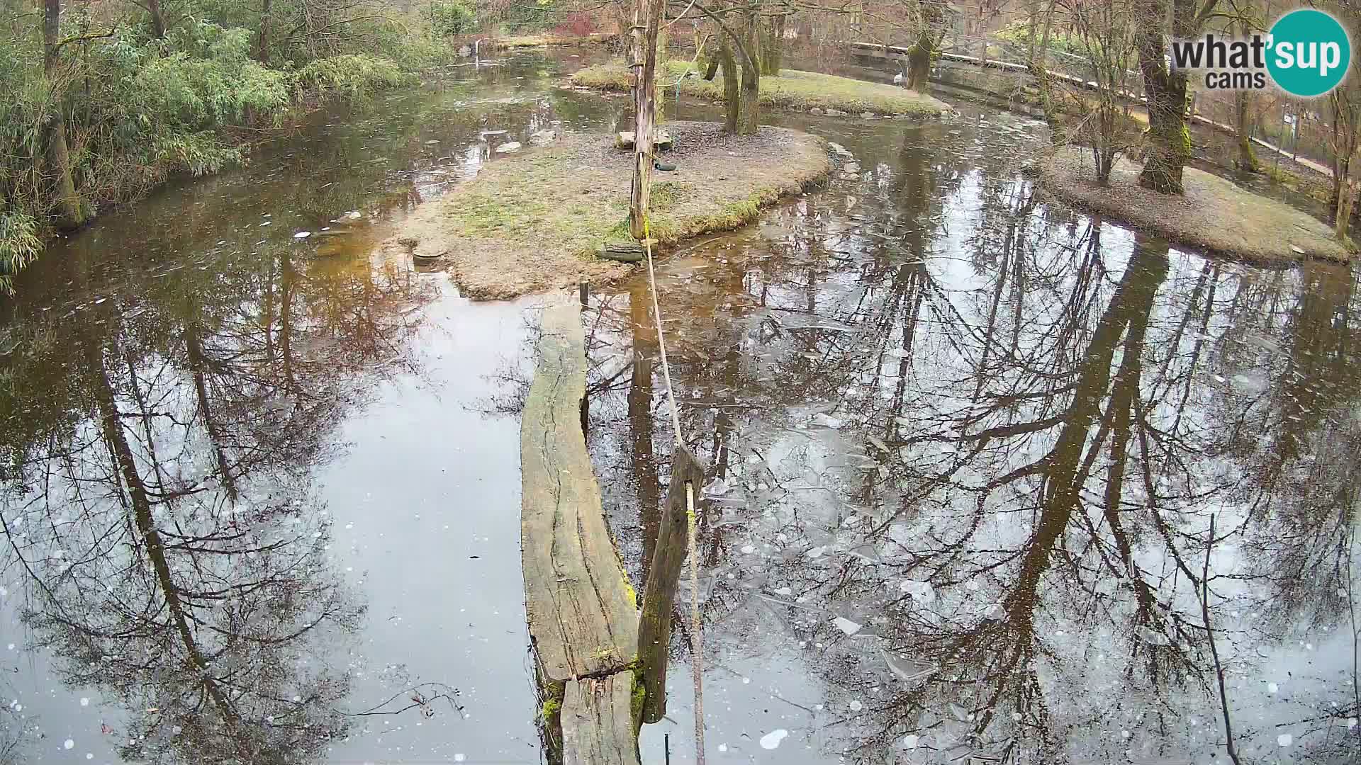 Vari noir et blanc – Ljubljana ZOO  livecam